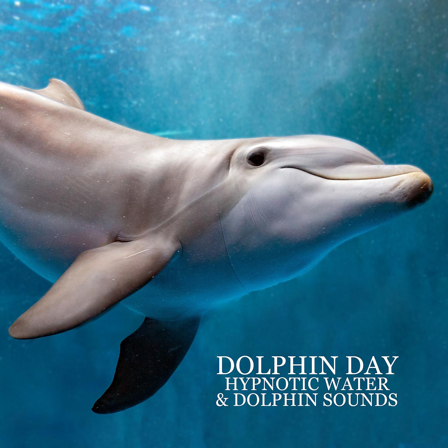 Постер альбома Dolphin Day: Hypnotic Water & Dolphin Sounds