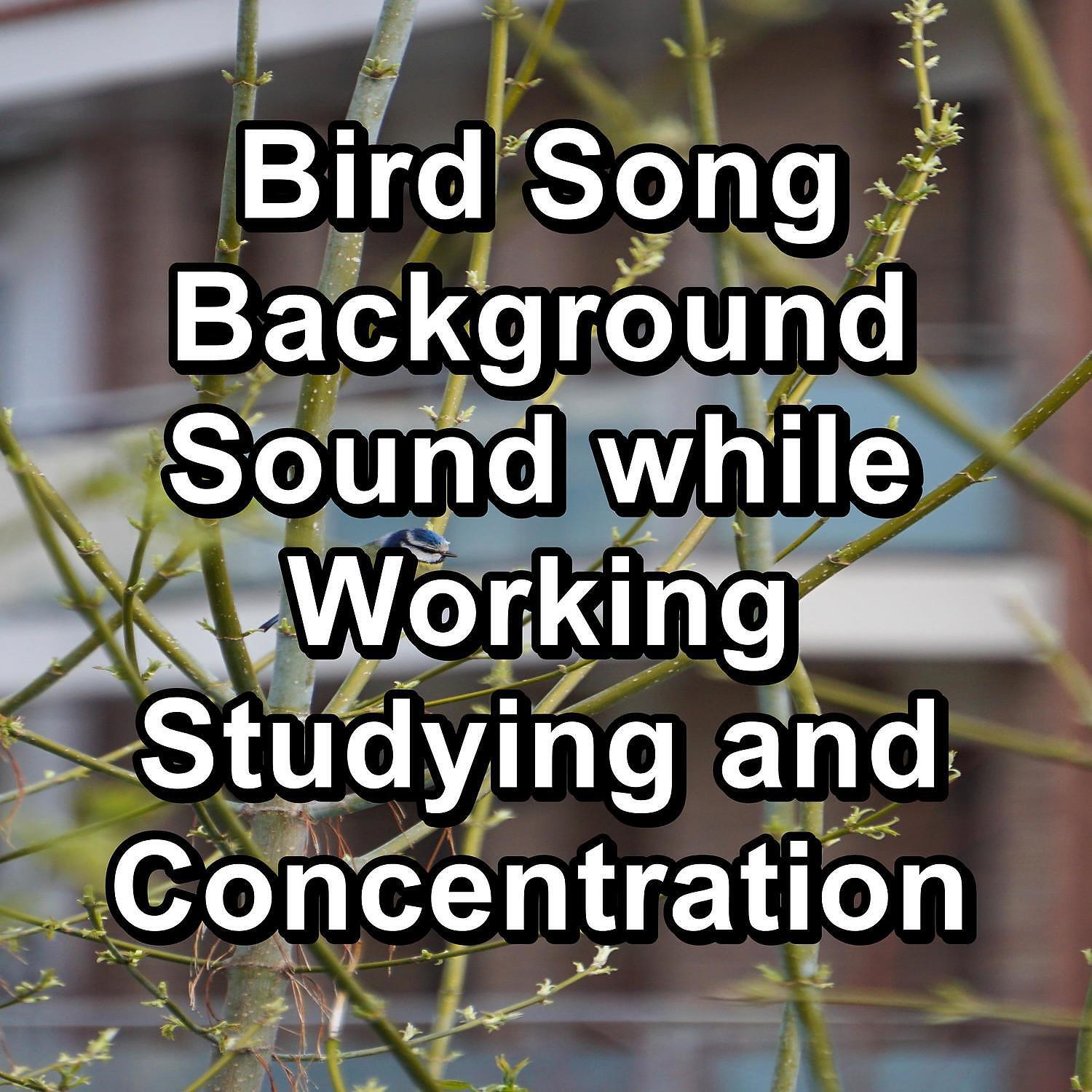 YOGA - Relaxing Bird Sounds Natural Sounds To Loop for 10 Hours