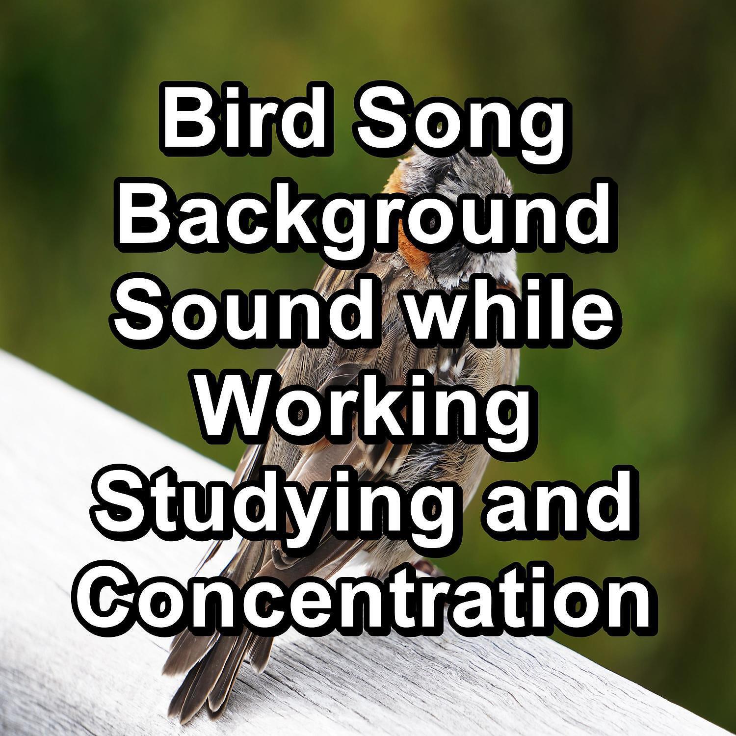 Yoga Club - Bird Sounds Garden Bird Songs Peaceful For Meditation