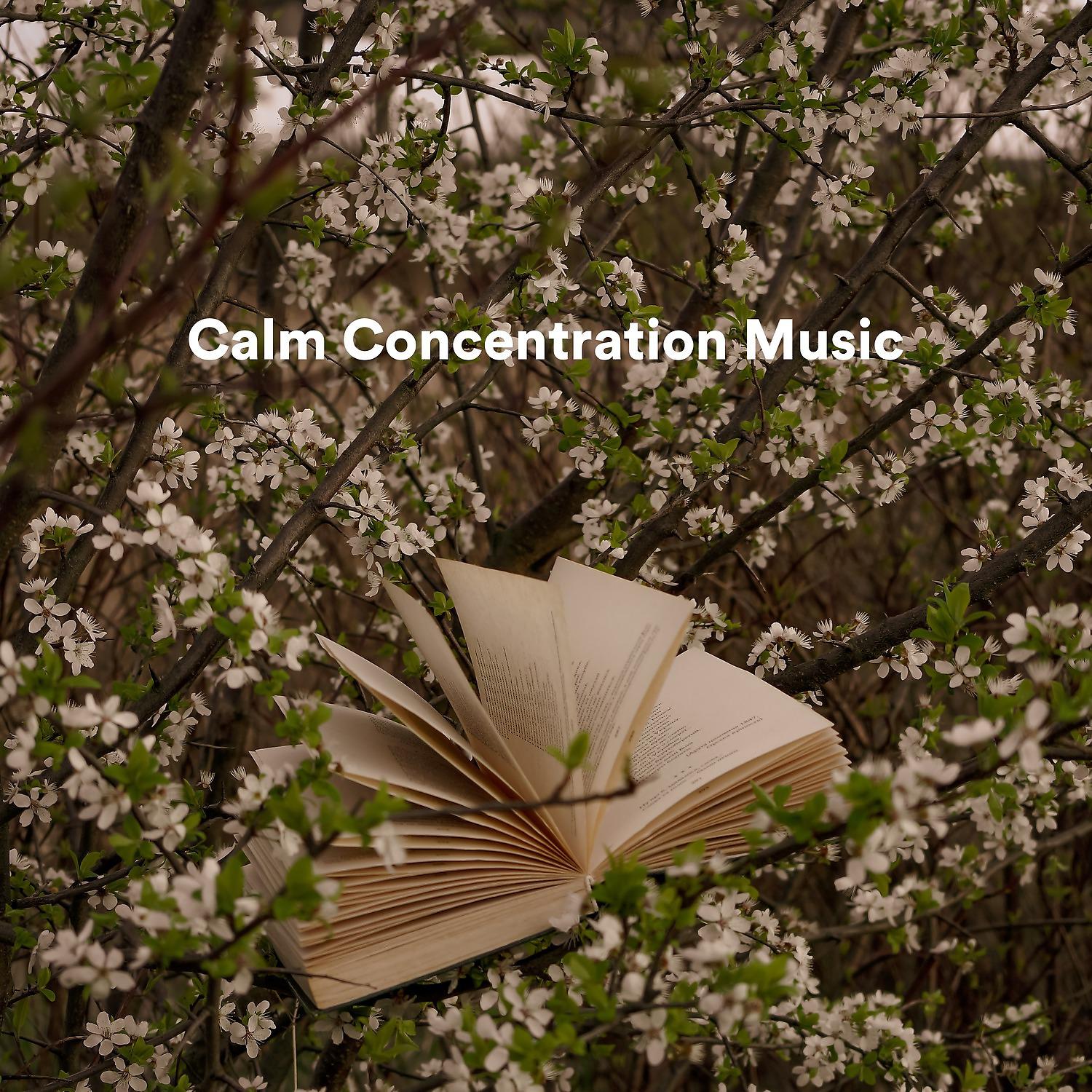 Постер альбома Calm Concentration Music