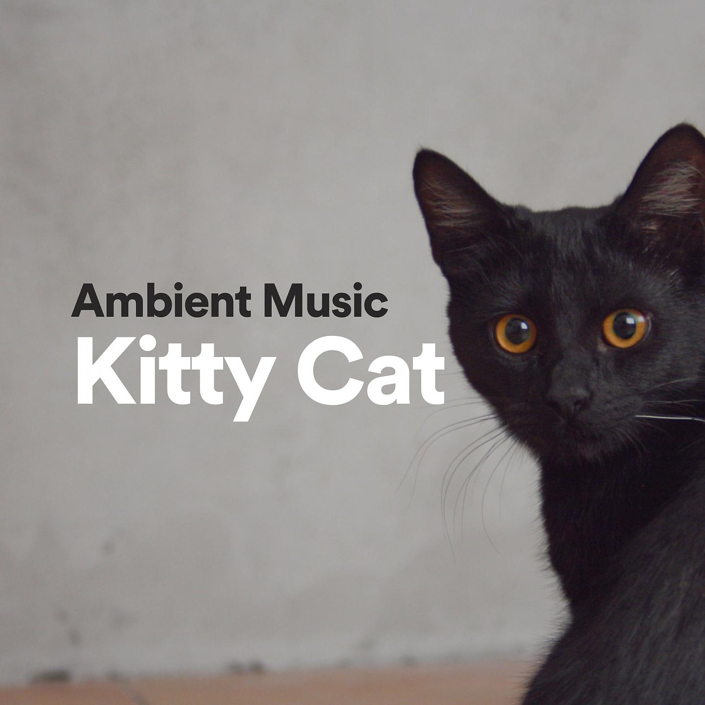 Постер альбома Ambient Music Kitty Cat