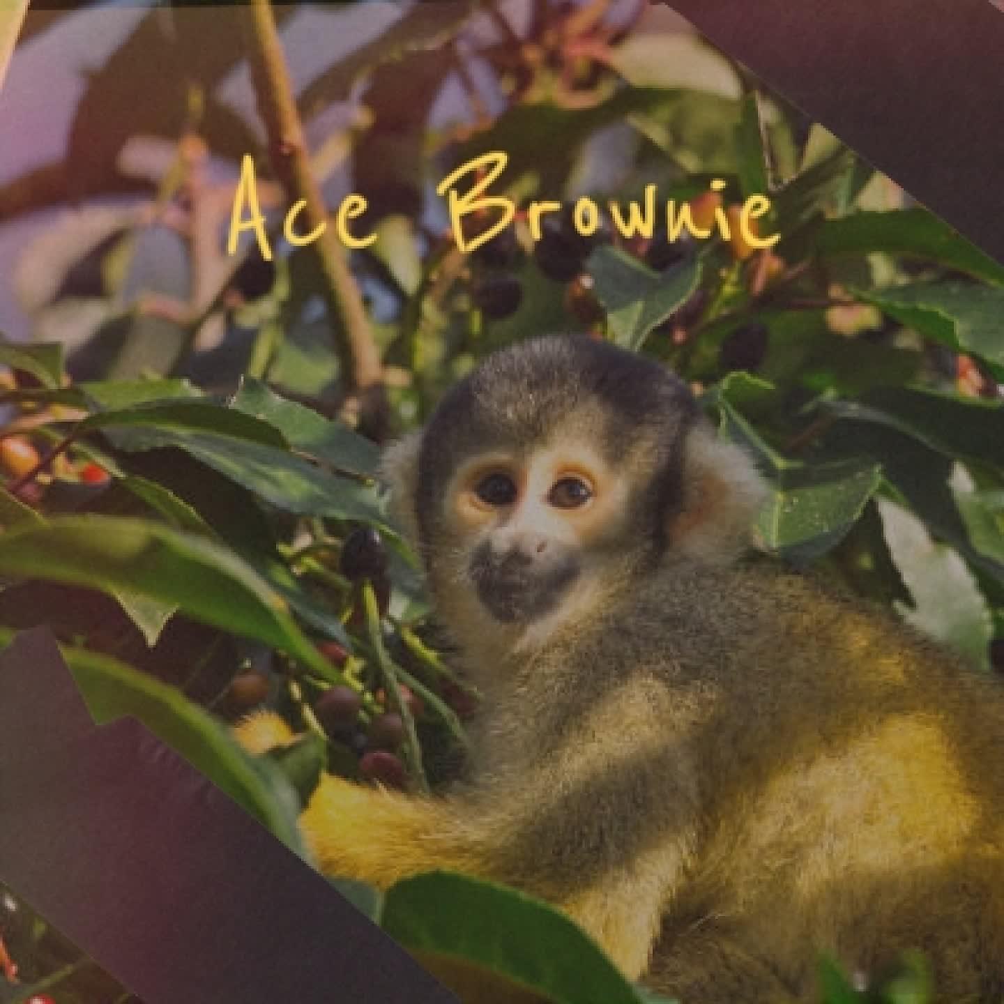 Постер альбома Ace Brownie
