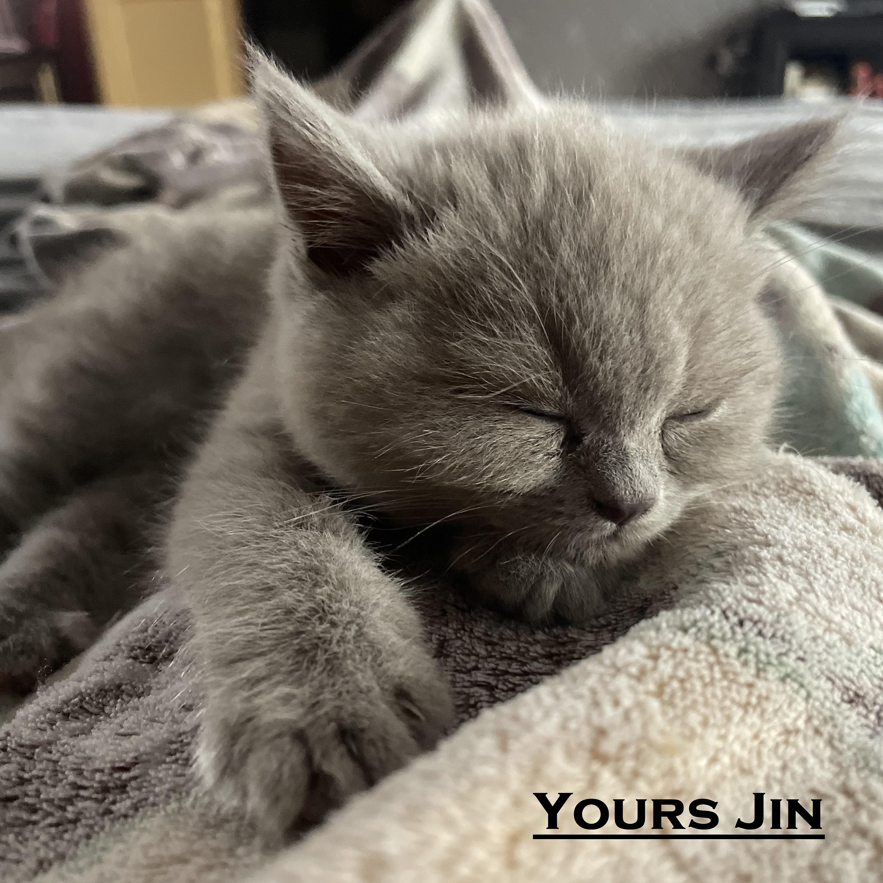 Постер альбома Yours Jin