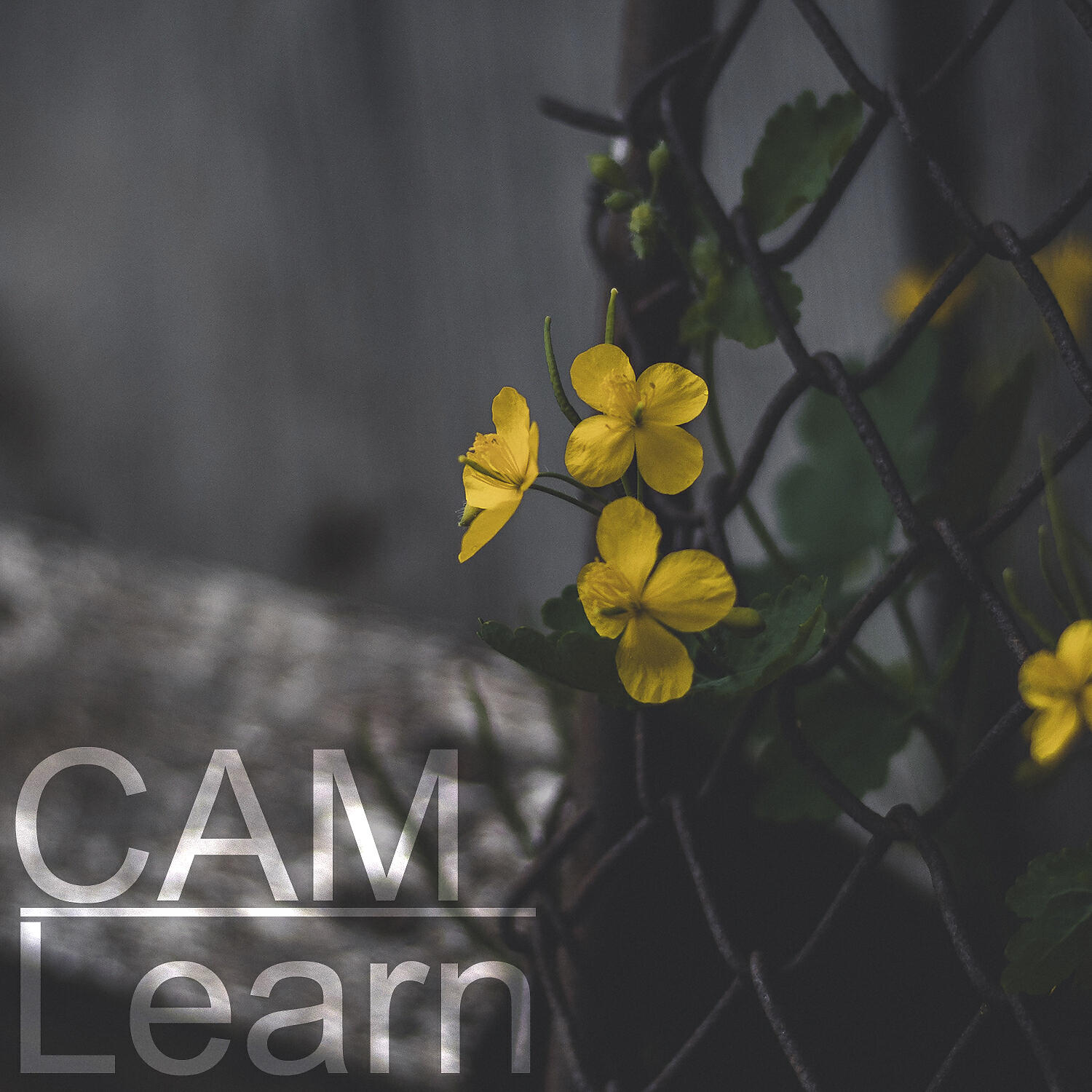 Learn - Сам