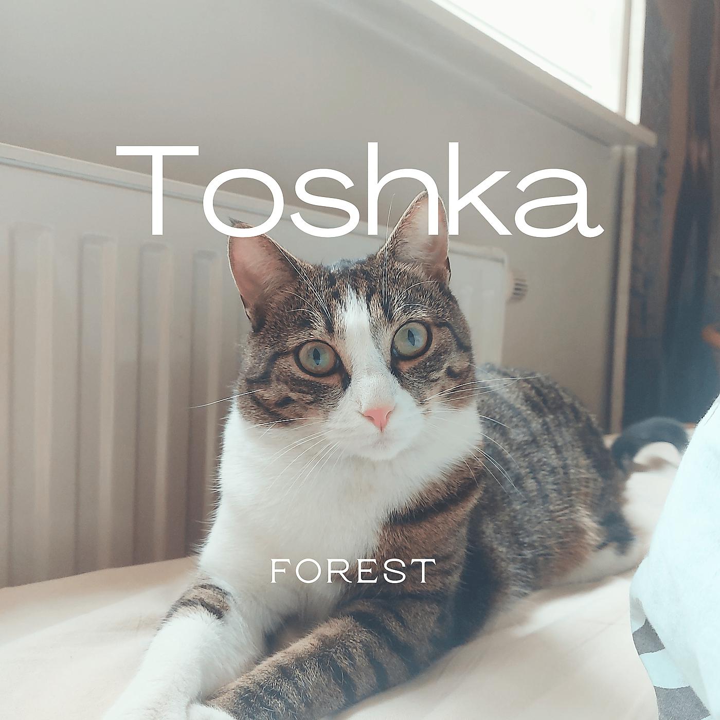 Постер альбома Toshka