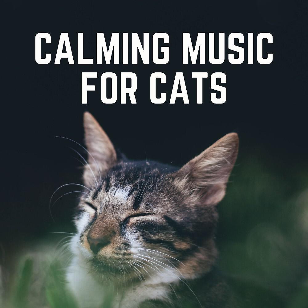 Music For Cats Peace - A Cat's Fave Sound Track