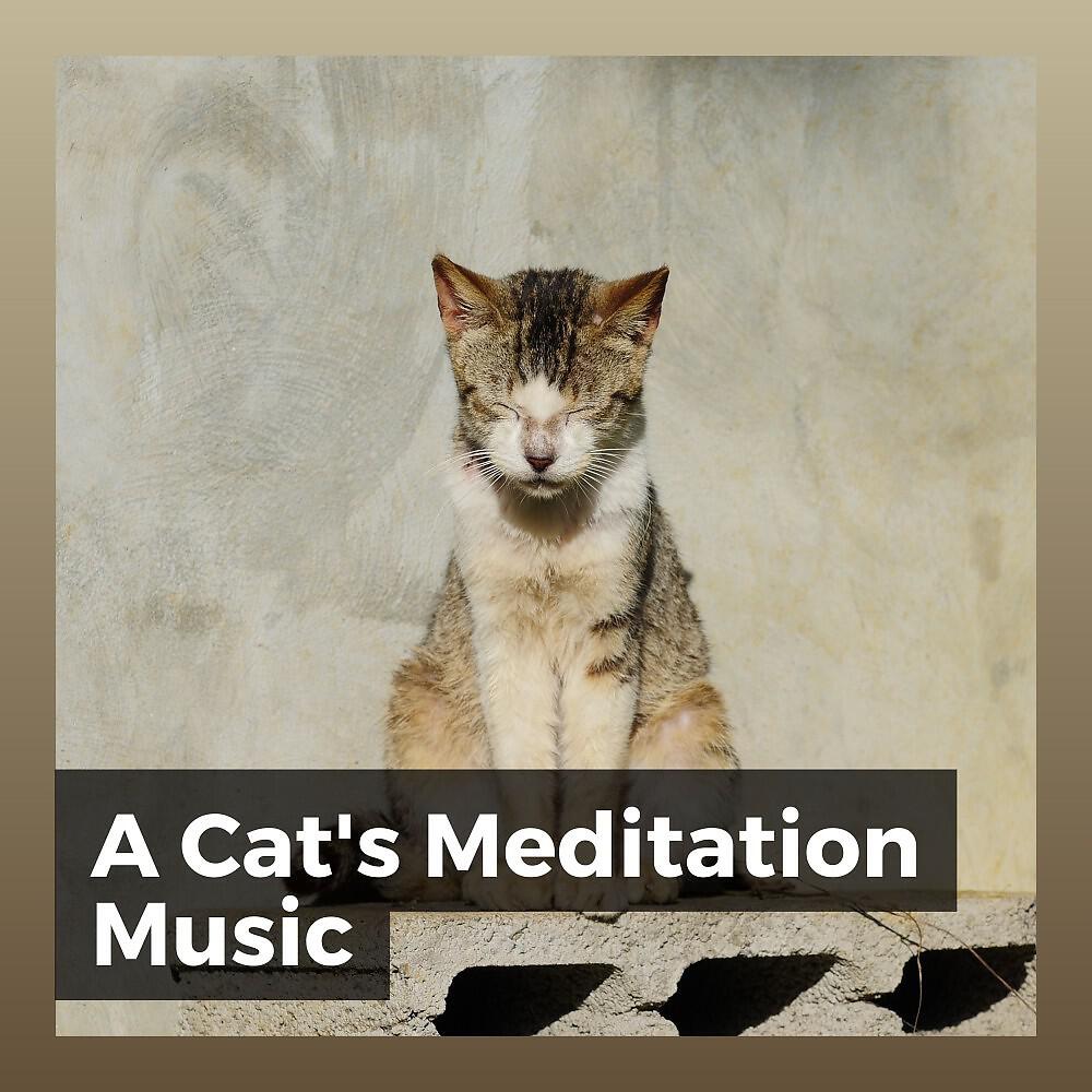 Music For Cats Peace - A Cat's Fave Sound Track