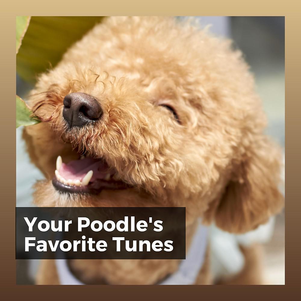 Постер альбома Your Poodle's Favorite Tunes