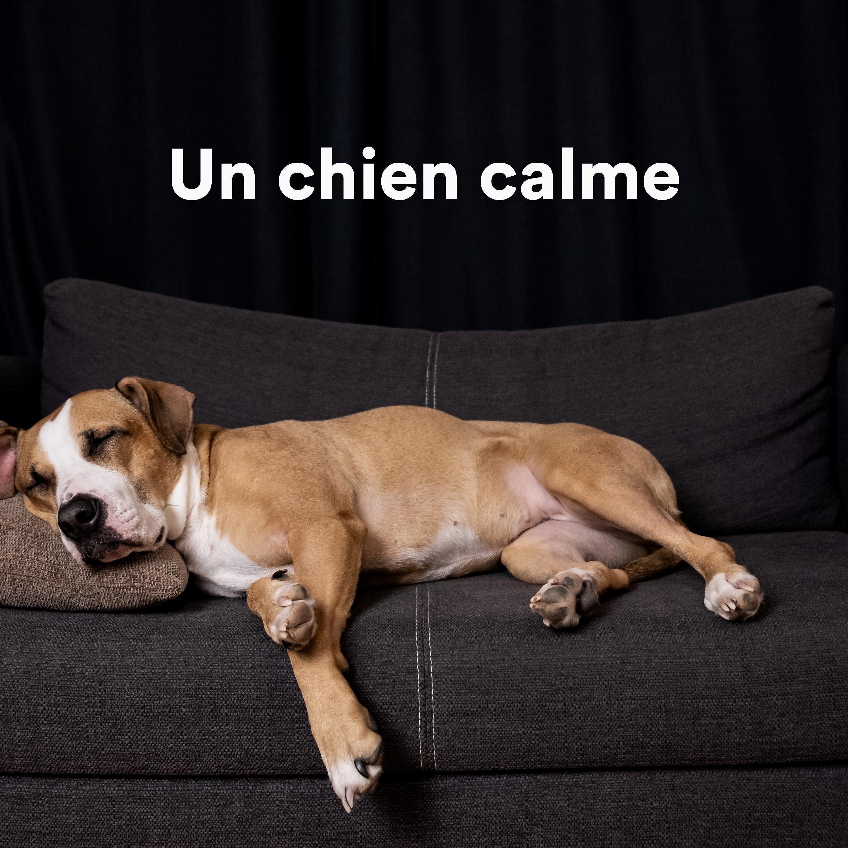 Постер альбома Un chien calme
