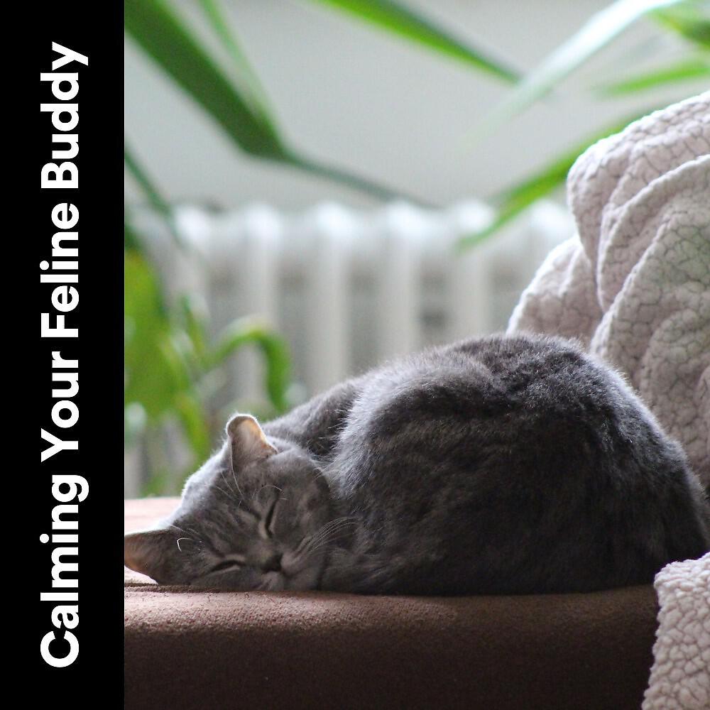 Music For Cats Peace - A Cat Loosening Up