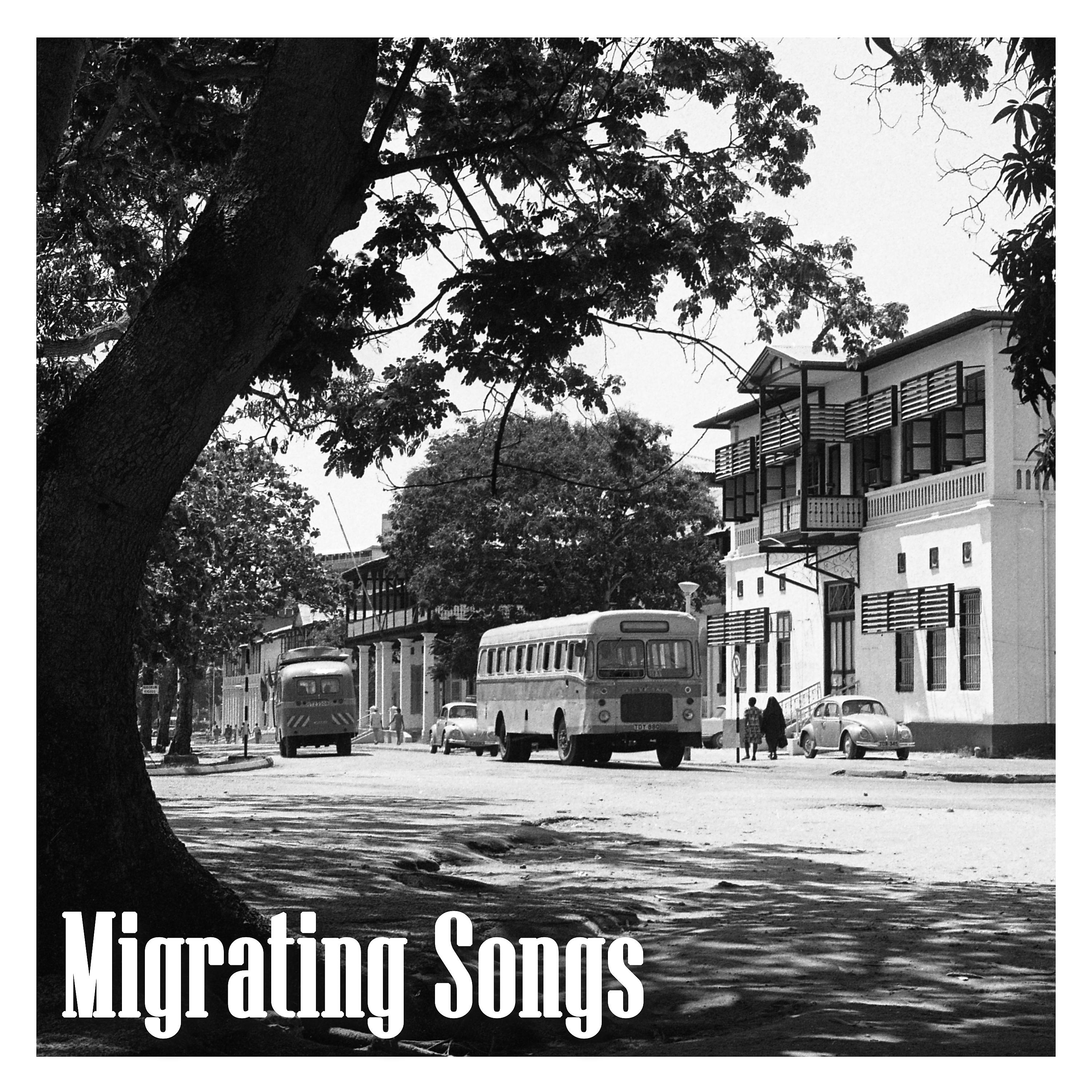 Постер альбома Migrating Songs