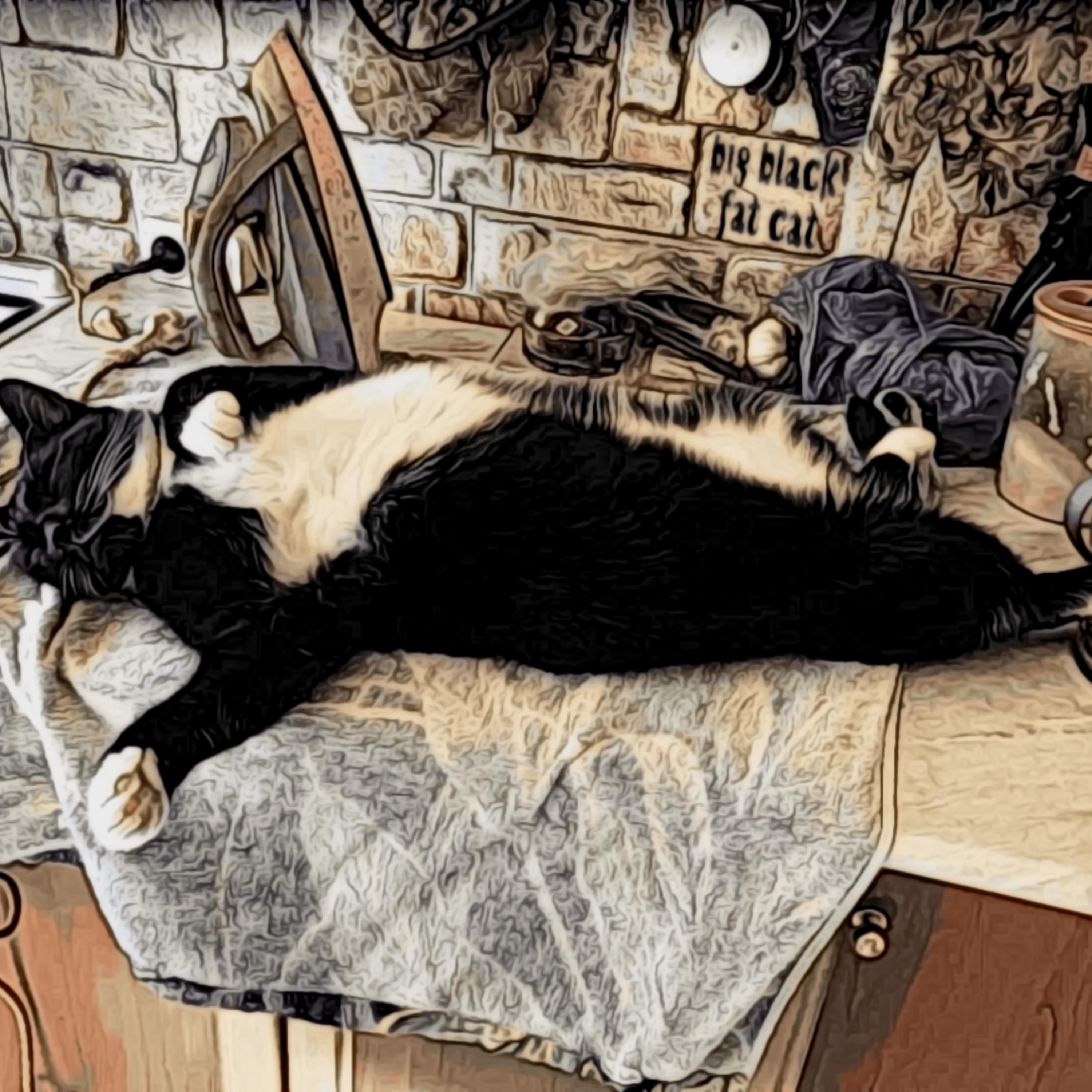 Постер альбома Big Black Fat Cat