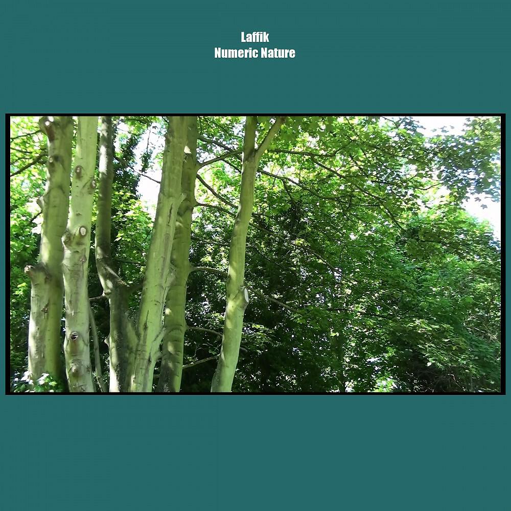 Laffik - Spring Impression