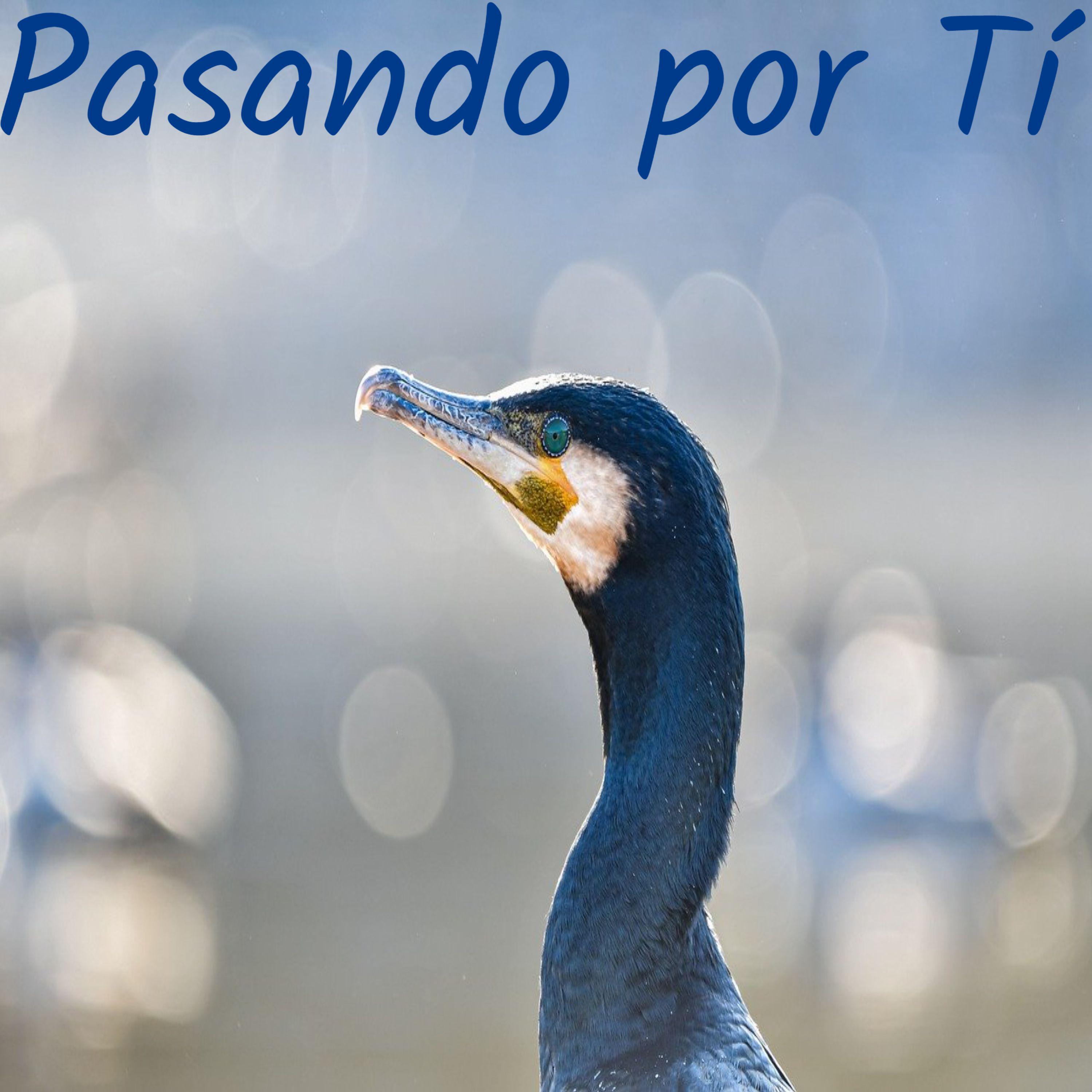 Постер альбома Pasando por Tí