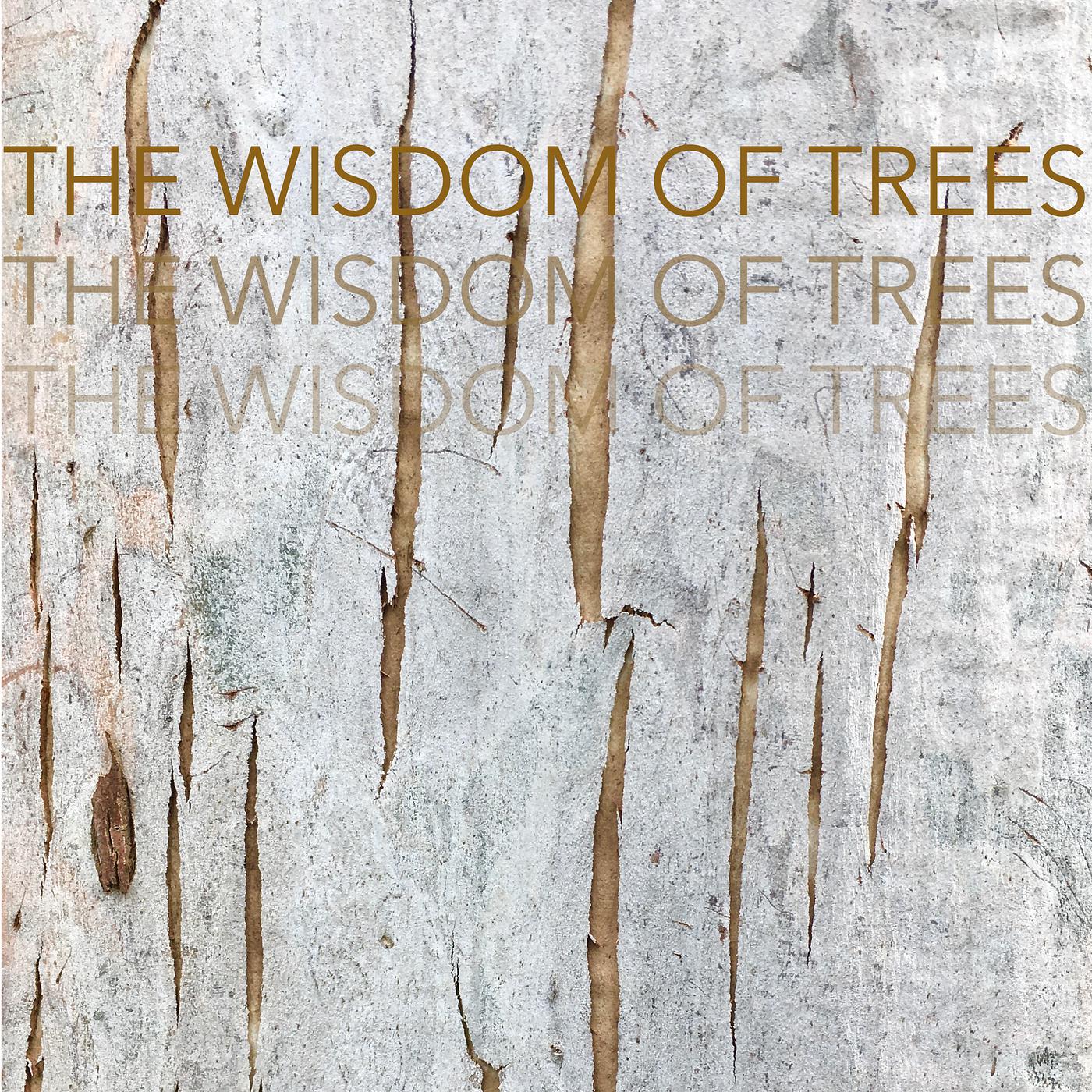 Постер альбома The Wisdom of Trees