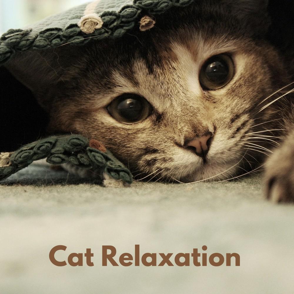 Постер альбома Cat Relaxation