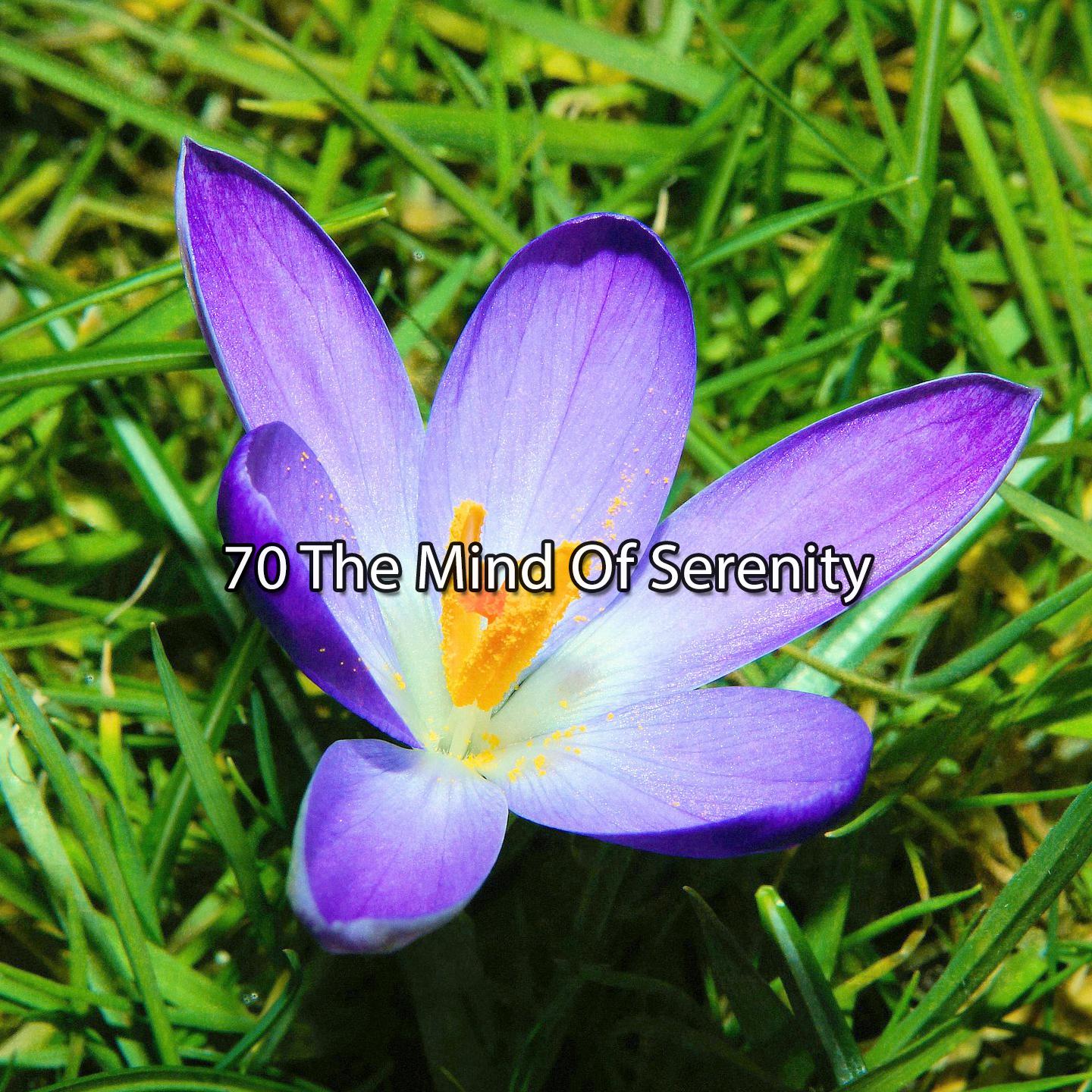 Постер альбома 70 The Mind Of Serenity