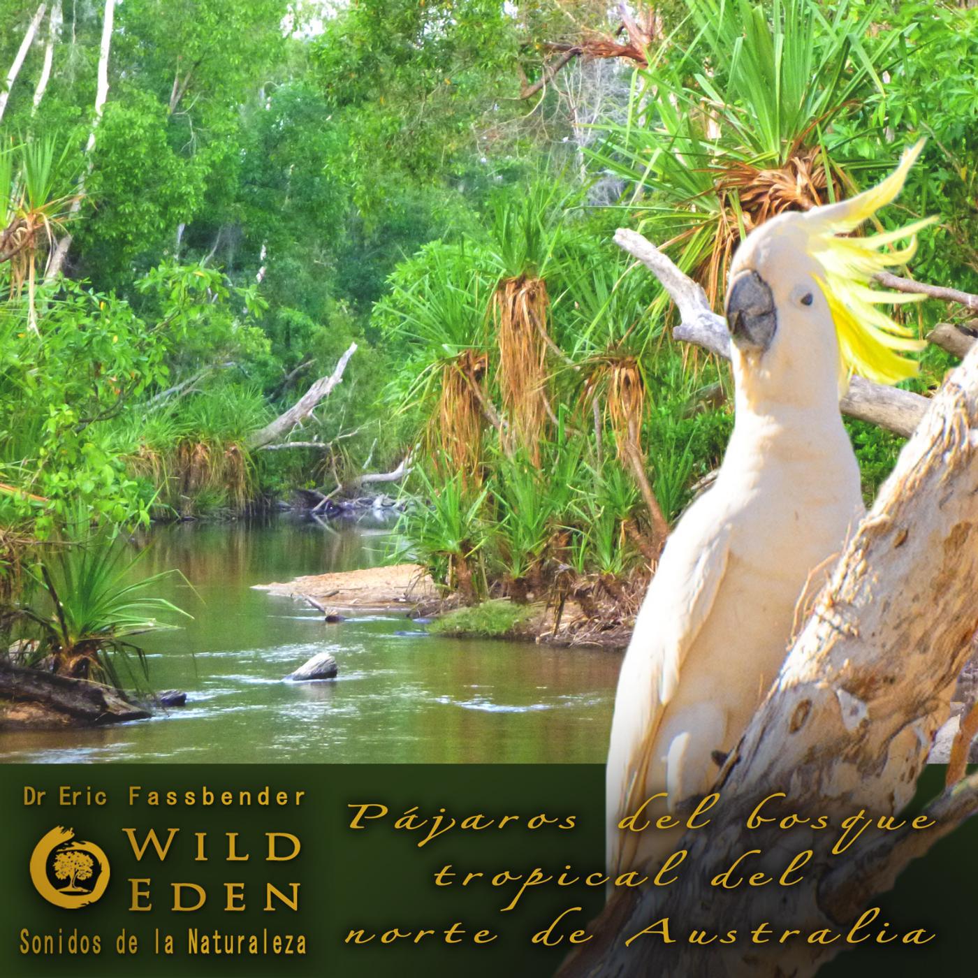 Постер альбома Pájaros Del Bosque Tropical Del Norte De Australia