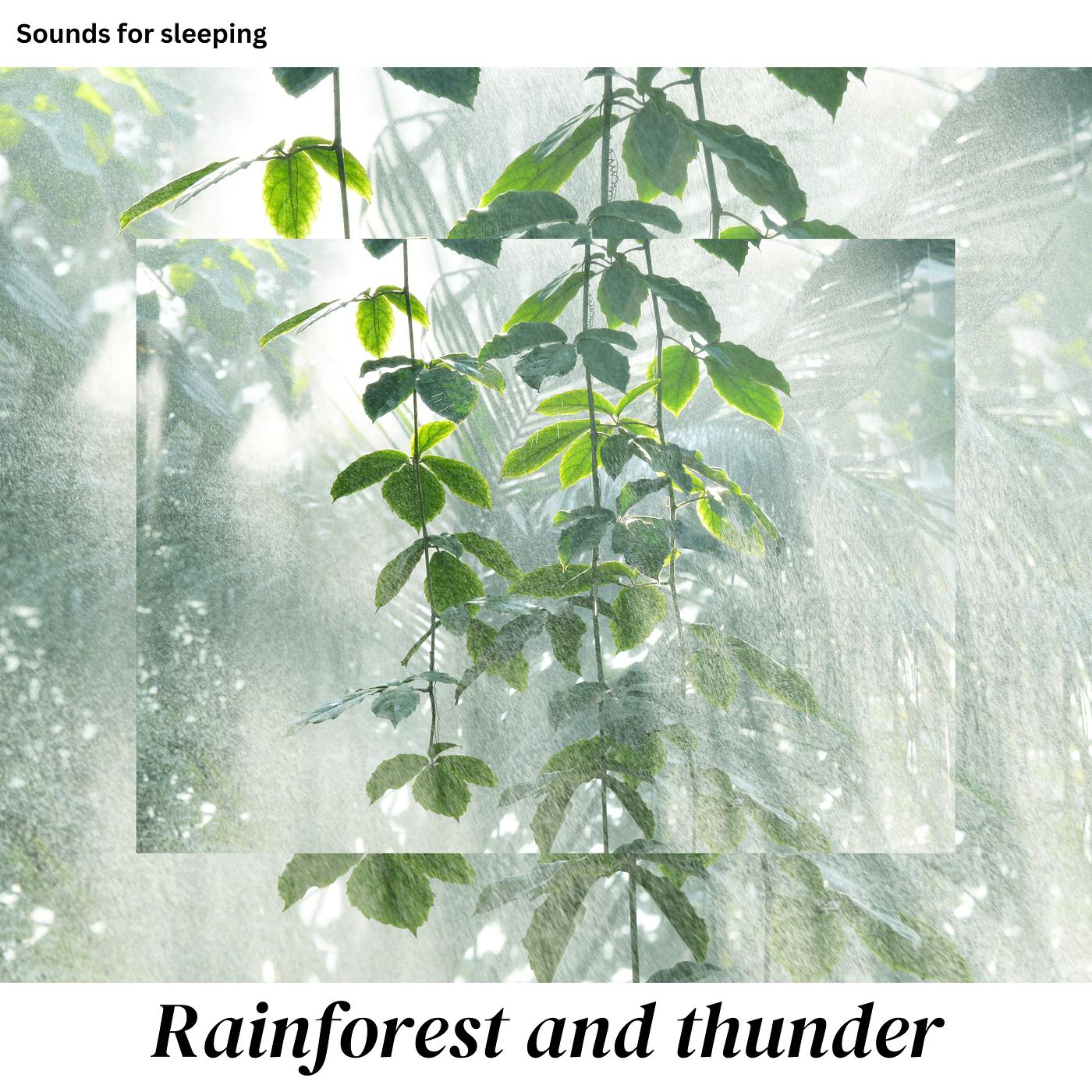 Постер альбома Rainforest and Thunder