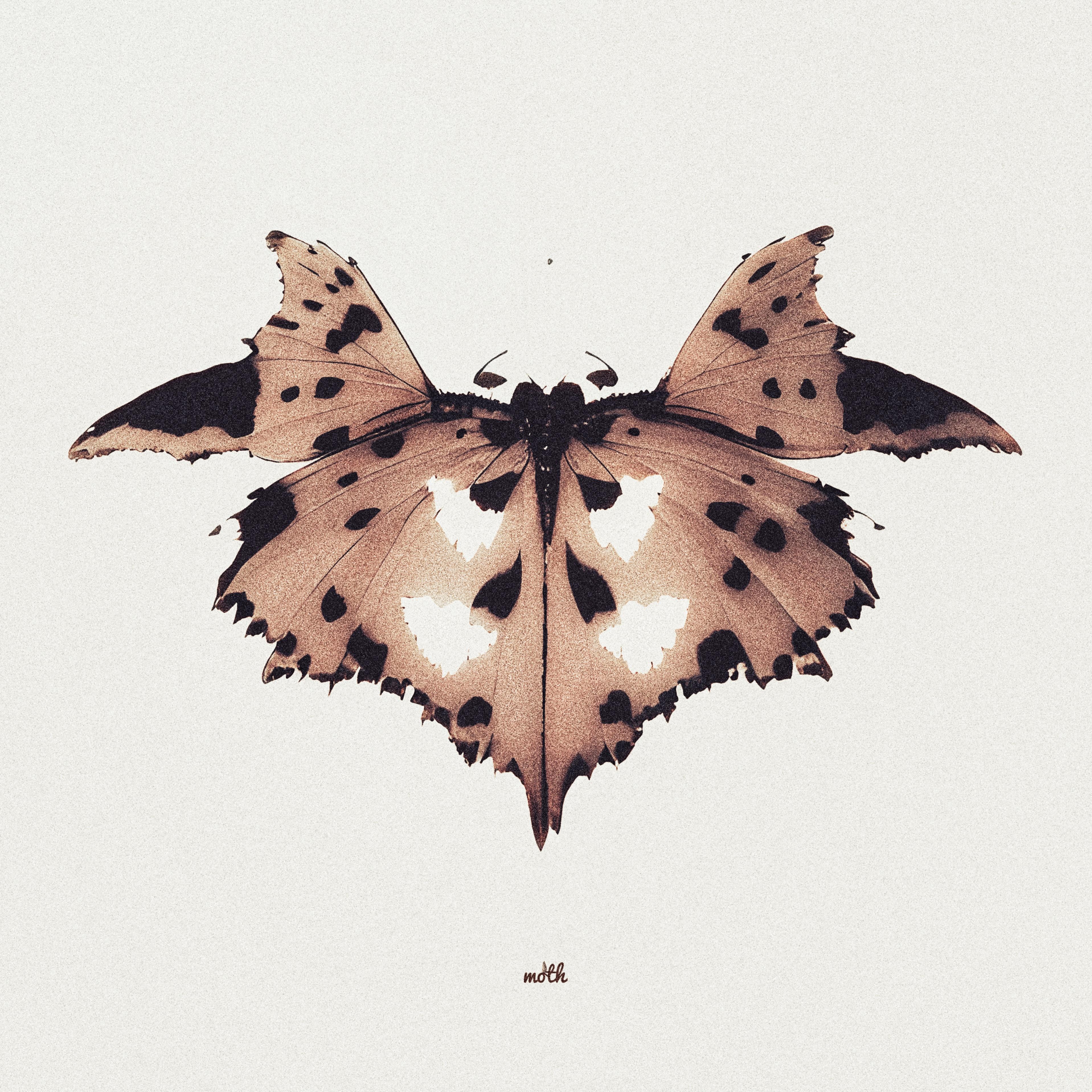 Постер альбома Moth