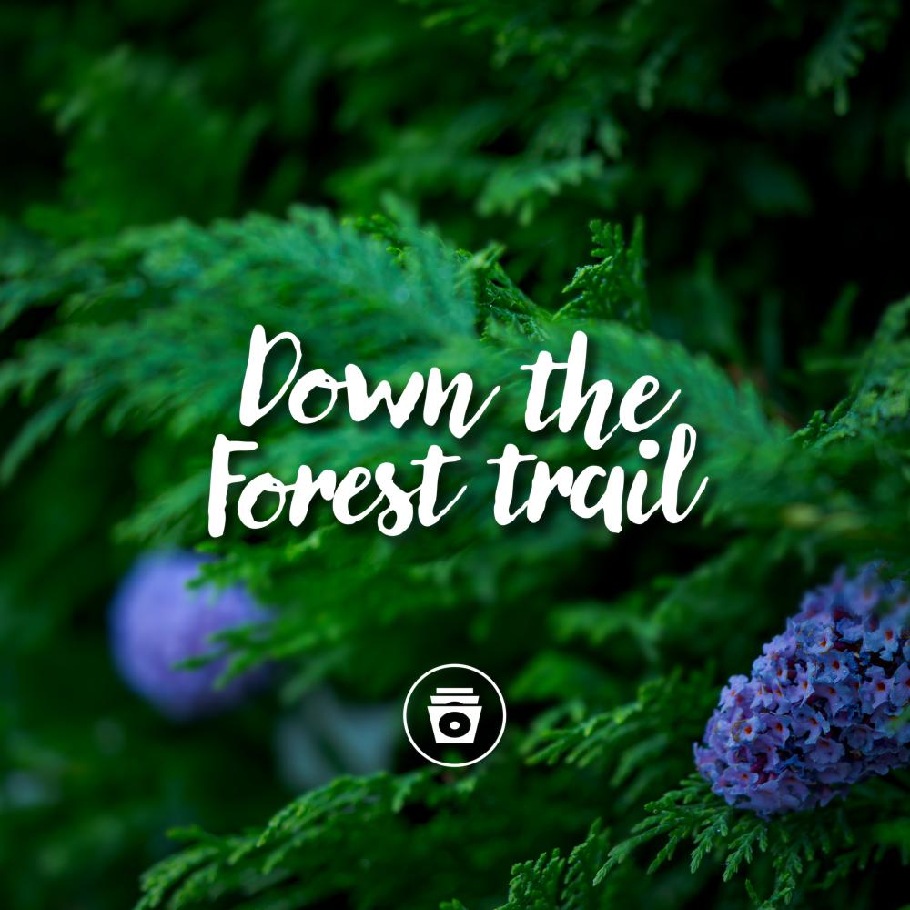 Постер альбома Down The Forest Trail
