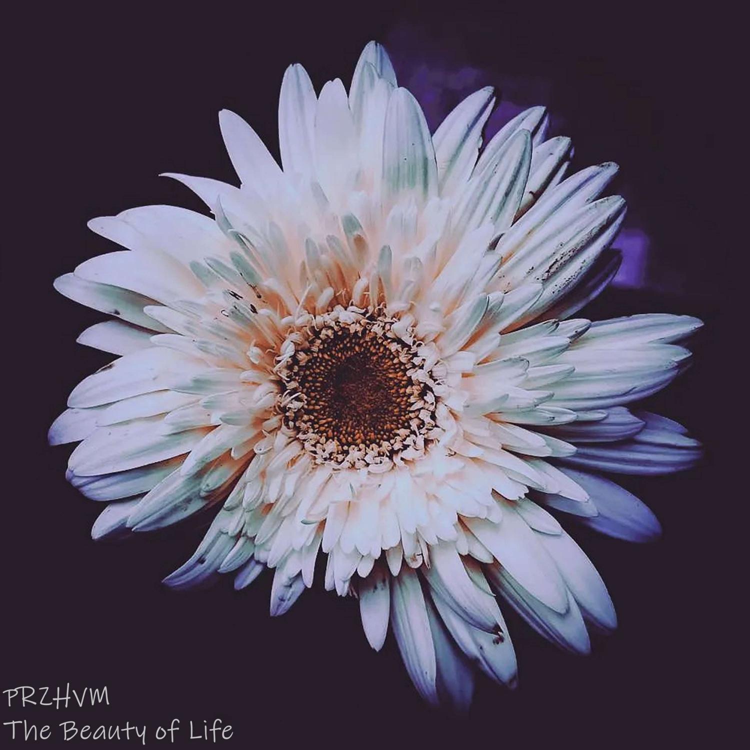 Постер альбома The Beauty of Life