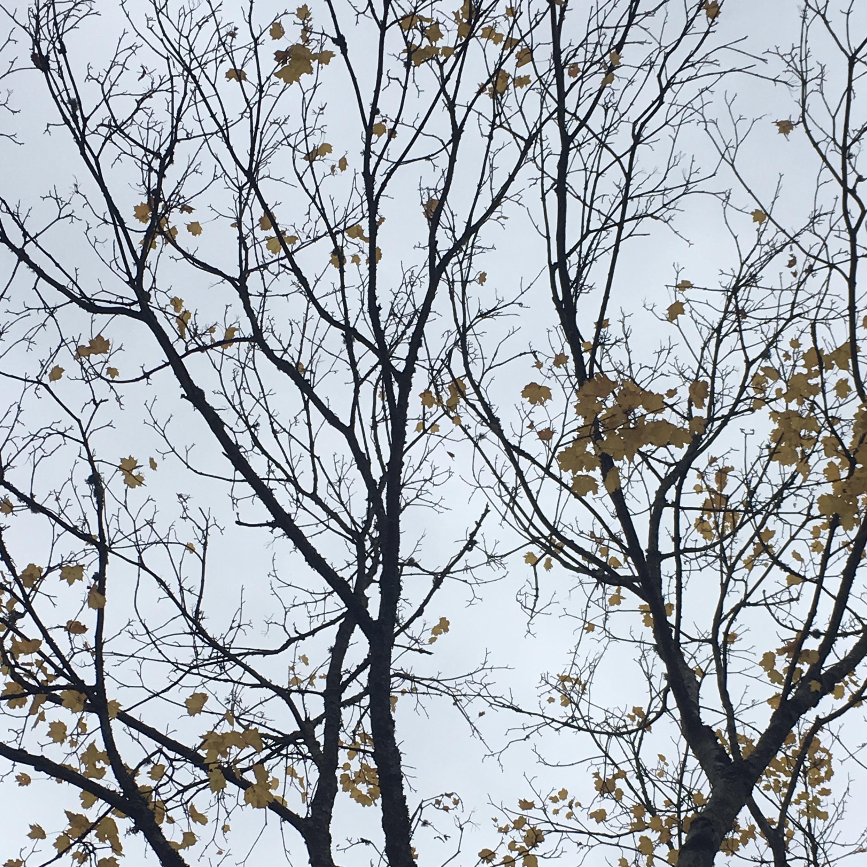 Постер альбома As the Leaves Fall
