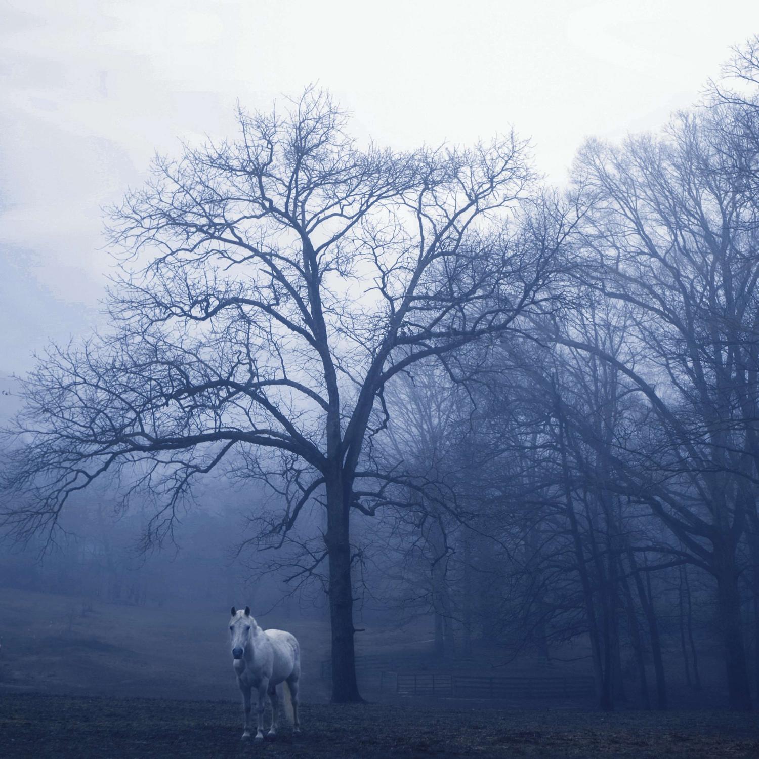 Постер альбома Horse in the fog
