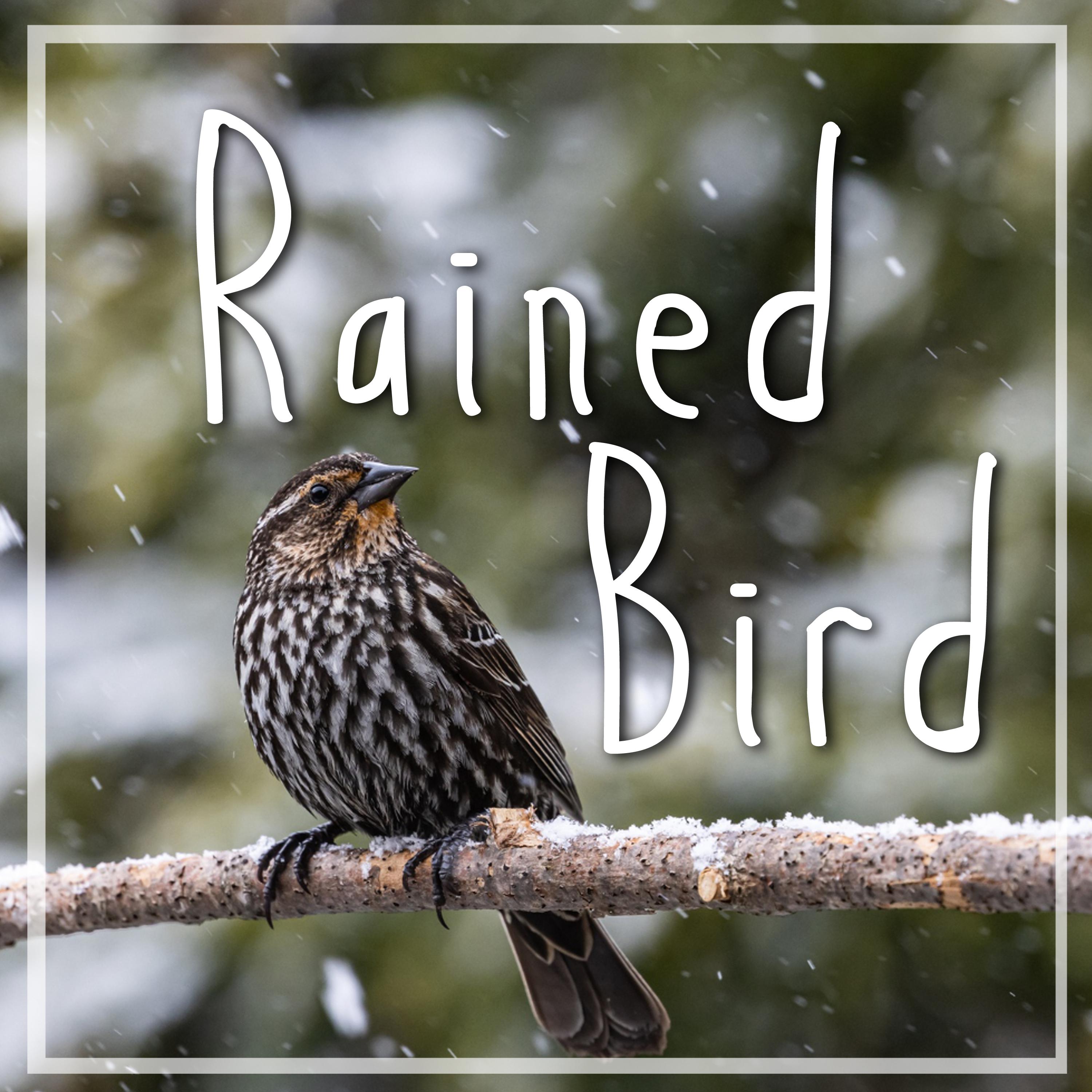 Постер альбома RAINED BIRD