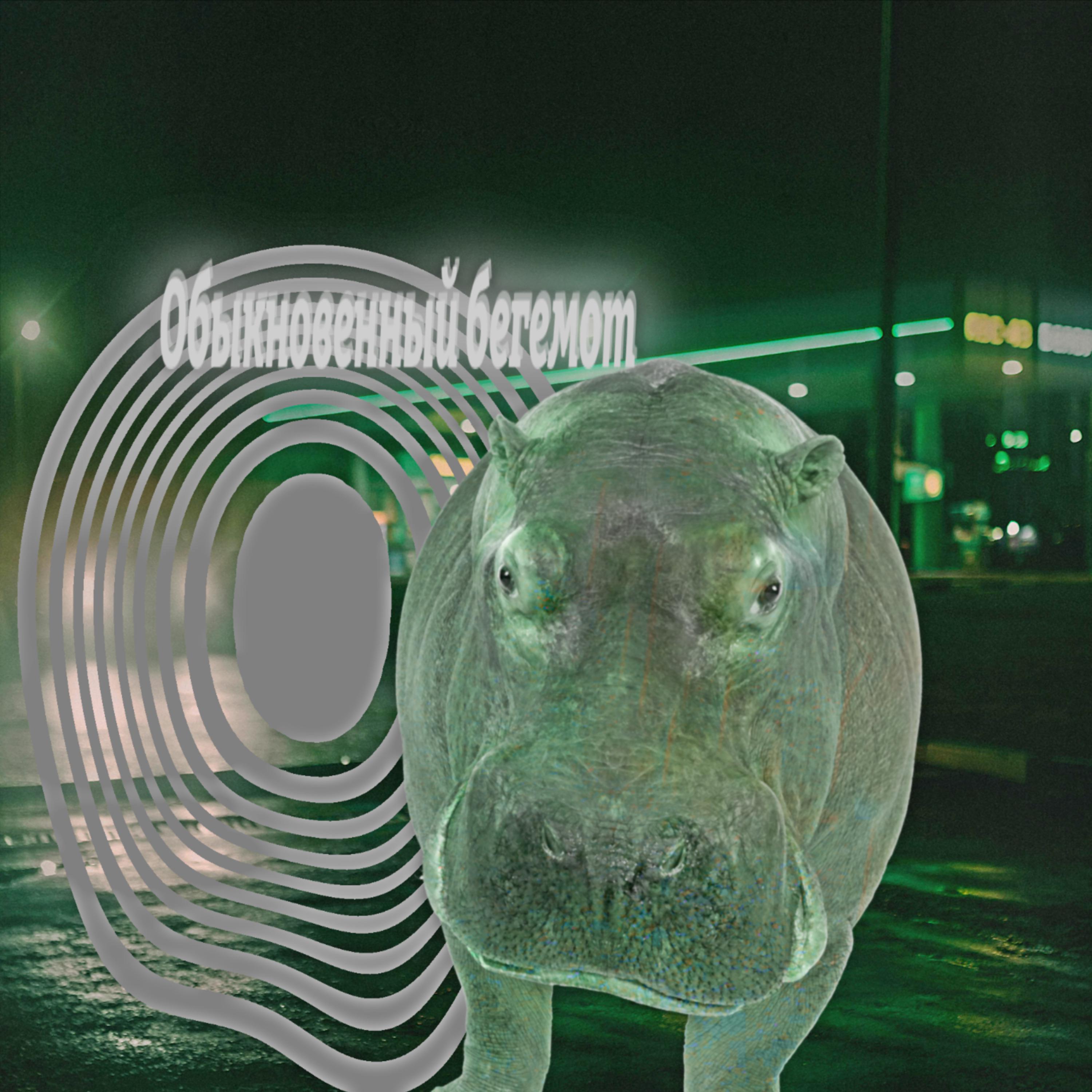 Постер альбома Обыкновенный бегемот