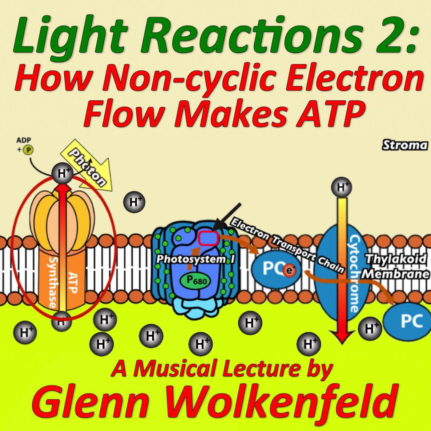 Glenn Wolkenfeld - Light Reactions 2: How Non-Cyclic Electron Flow Makes Atp