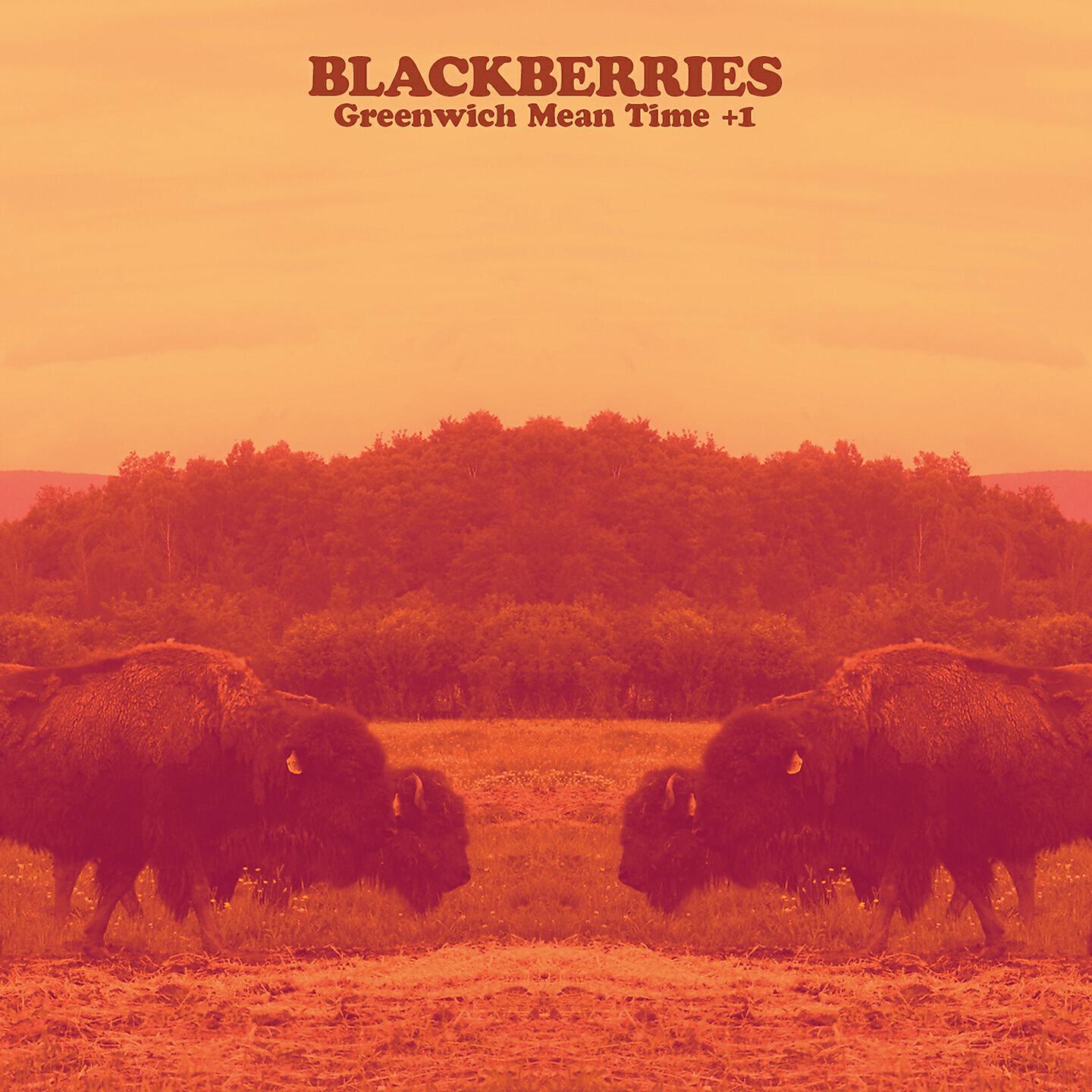 Blackberries - Red Winged Blackbird