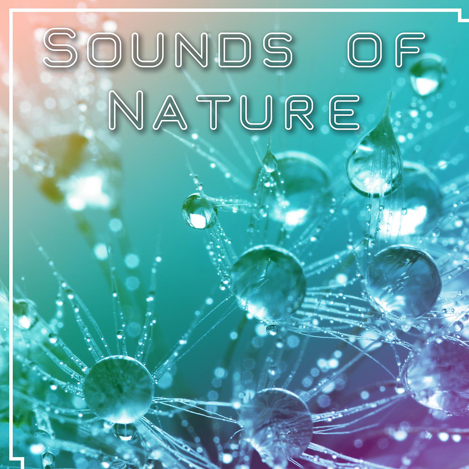 Постер альбома Sounds of Nature – New Age Music with Sounds of Nature for Relaxation, Deep Sleep