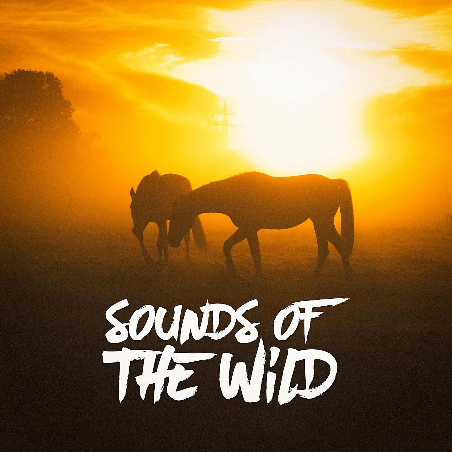 Sounds of Nature White Noise for Mindfulness Meditation and Relaxation - Canopy Sounds: Birds