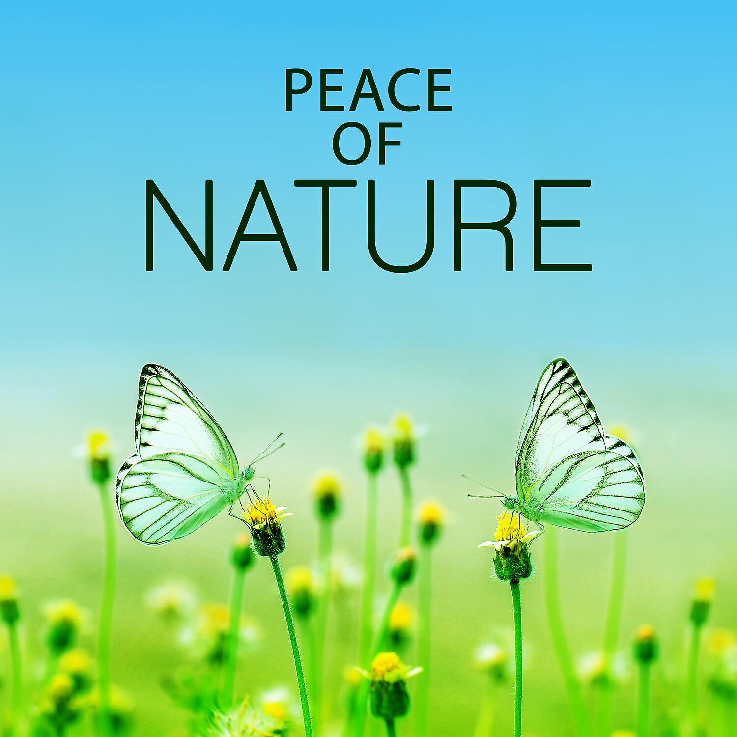 Natural Life Sounds - Calmness Nature Sounds