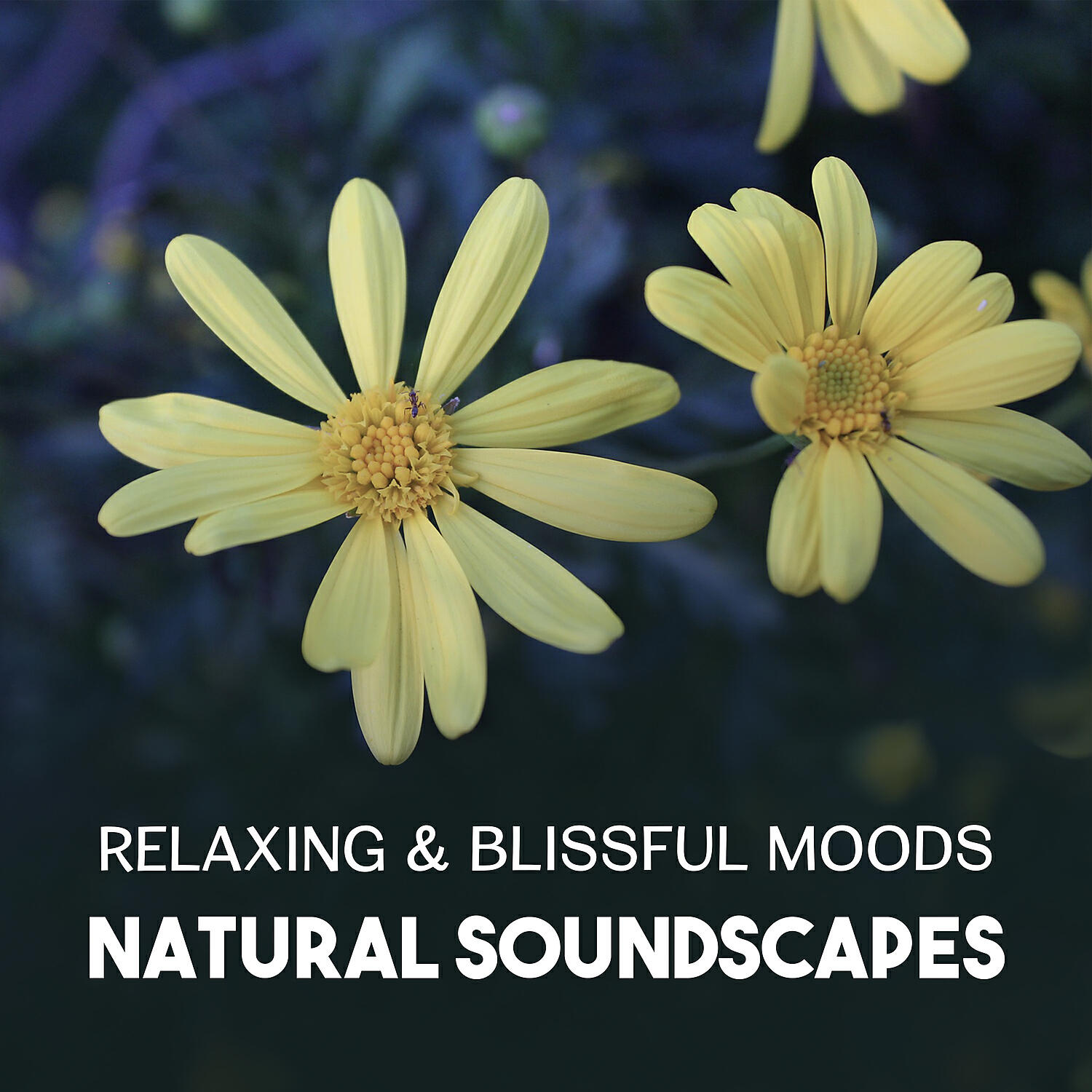 Harmony Nature Sounds Academy - Reduce Stress (Birds in Background)