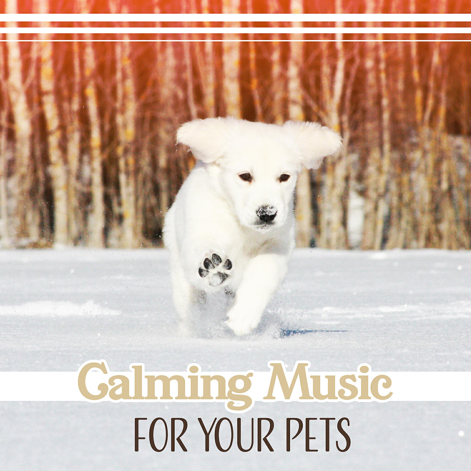 Pet Relax Academy - Dog Wellness to Relieve Stress