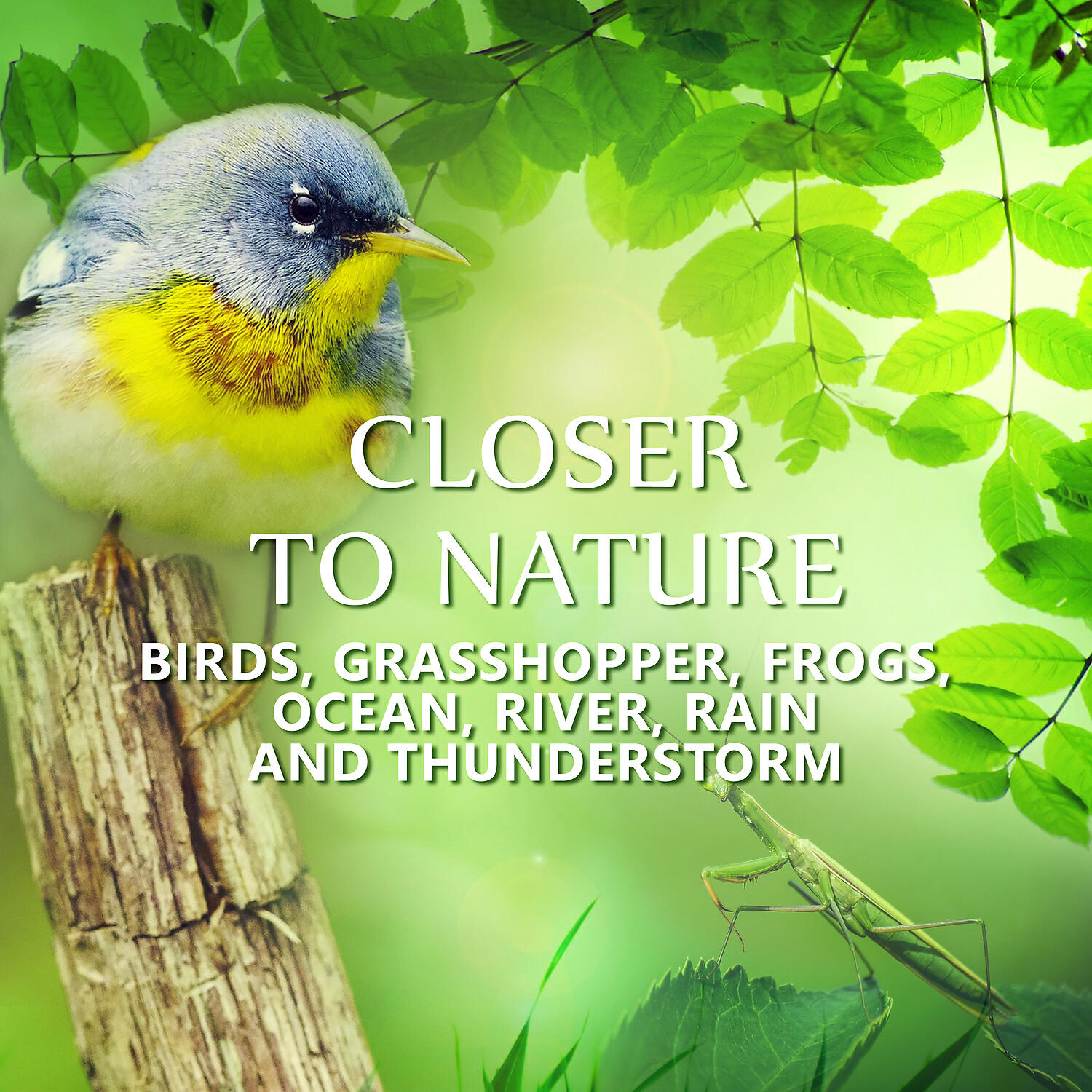 Nature Collection - Reduce Stress with Crickets Sound