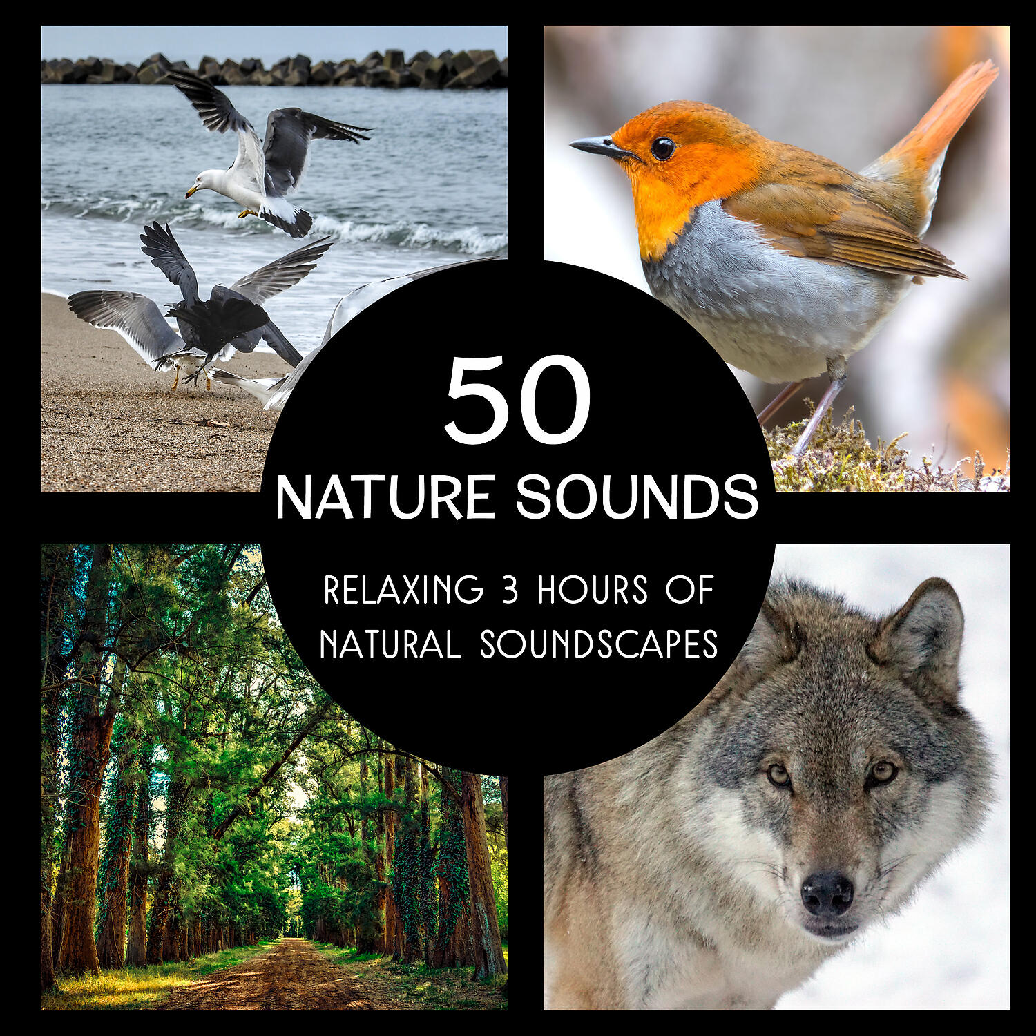 Calming Music Sanctuary - Gentle Sounds of Waterfall