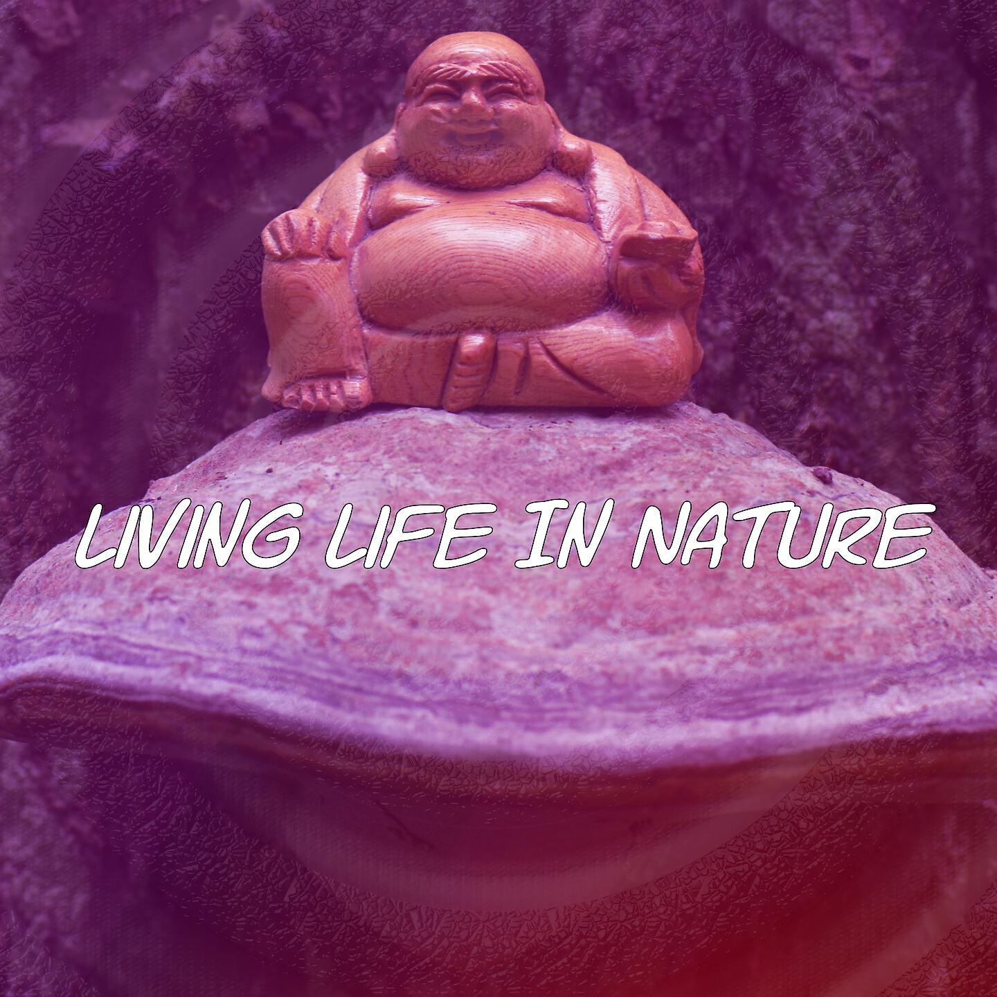 Meditation Zen Master - Echoes Of Awareness