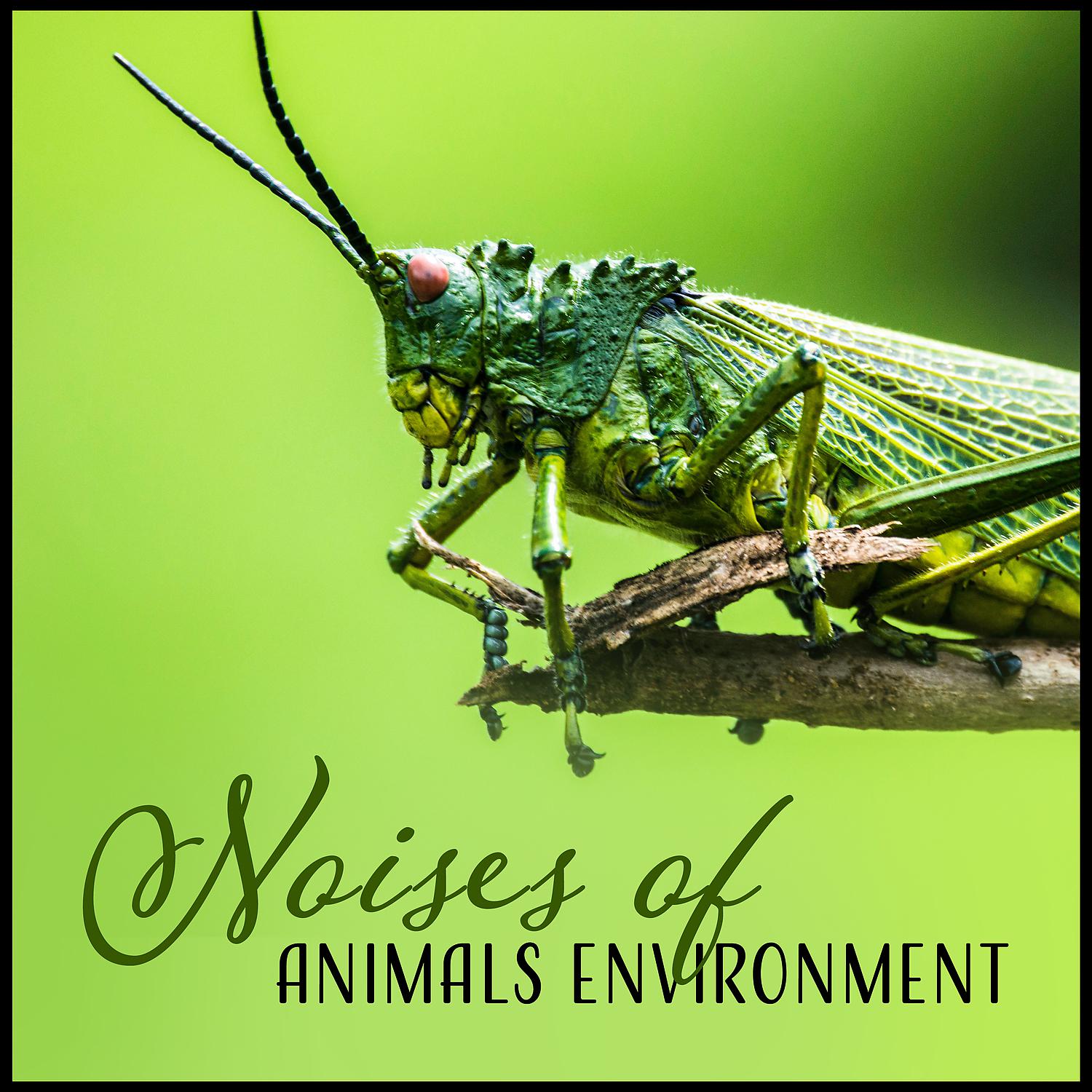 Постер альбома Noises of Animals Environment