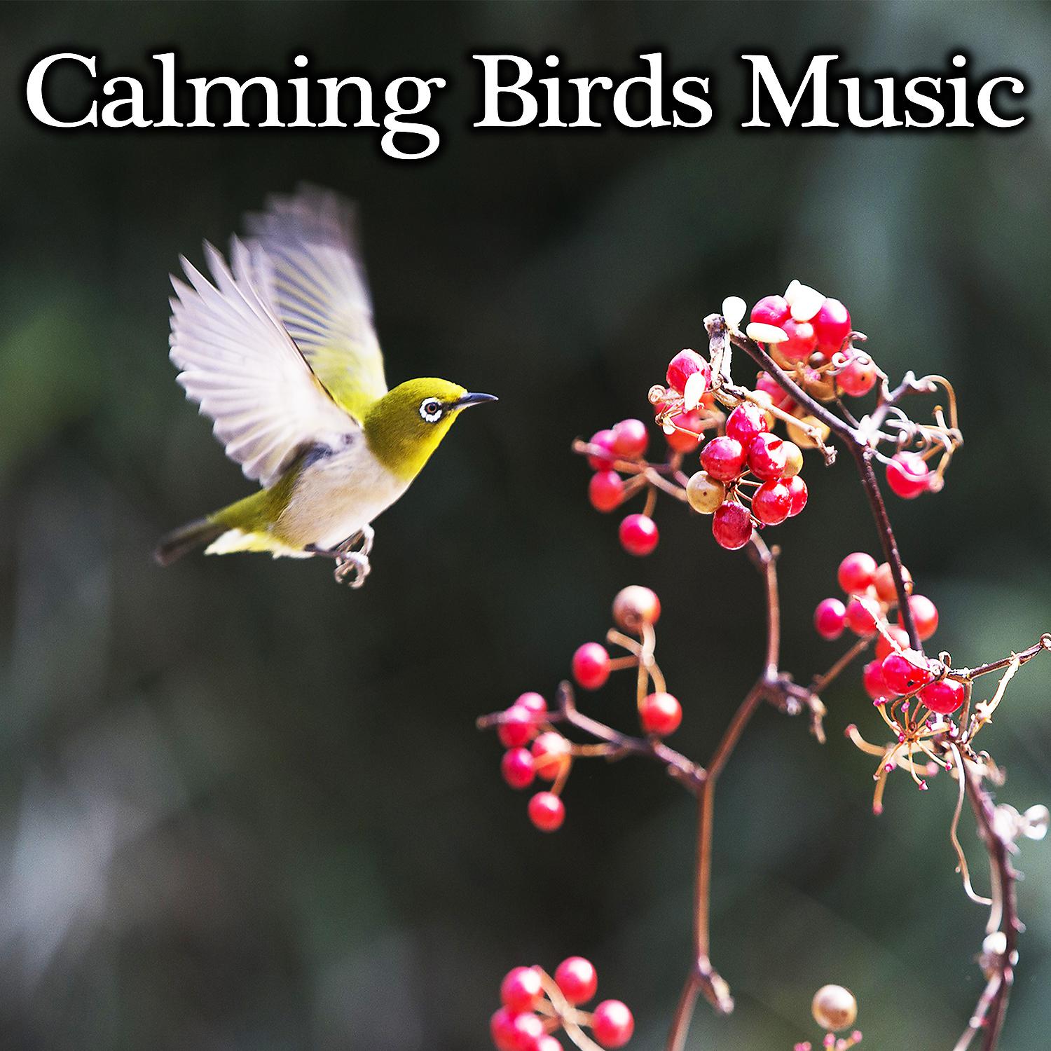 Постер альбома Calming Birds Music – Nature Sounds for Relaxation, Nature Waves, Chilled New Age, Music Relaxation, Forest Music