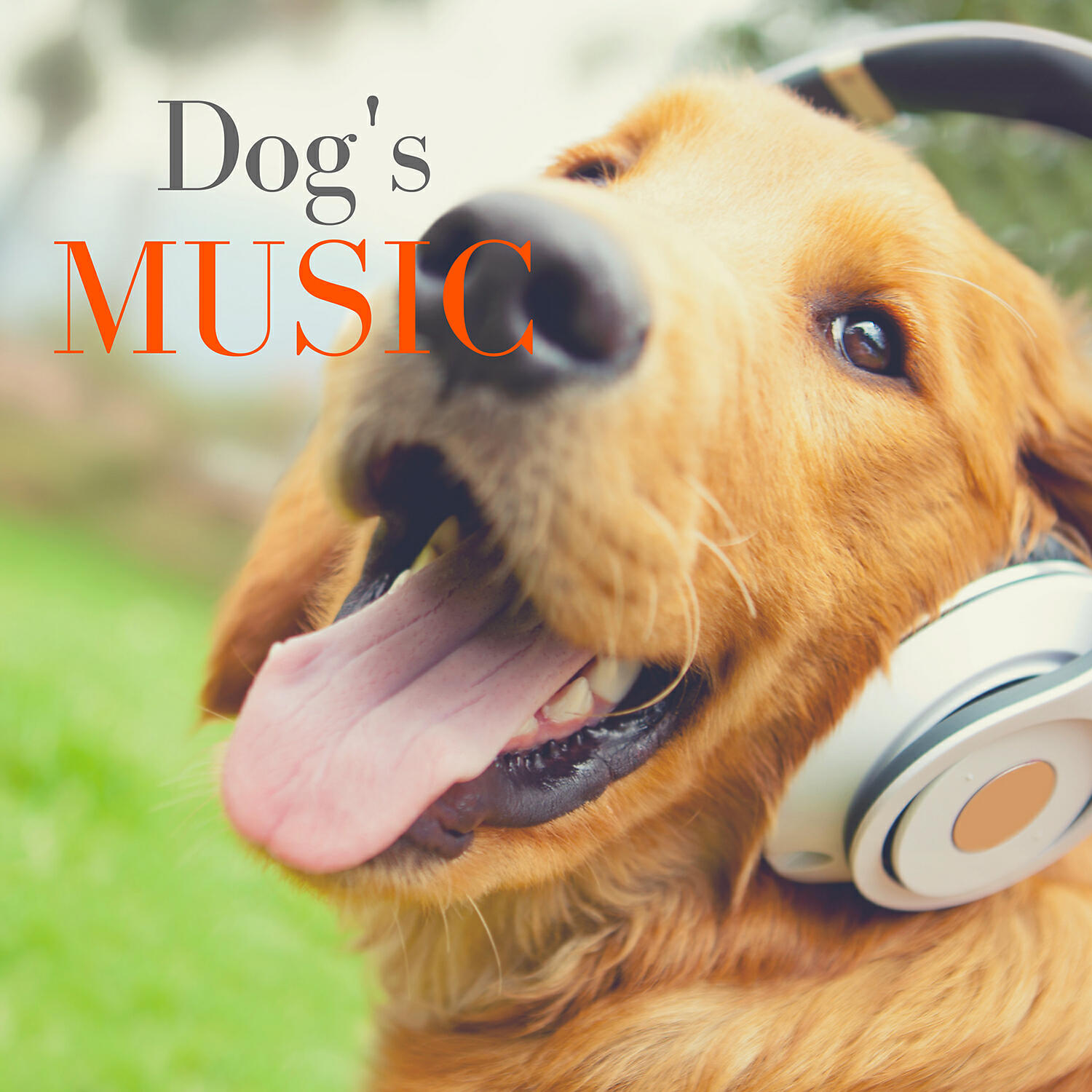 Music For Dog's Ears - Walking in the Sun