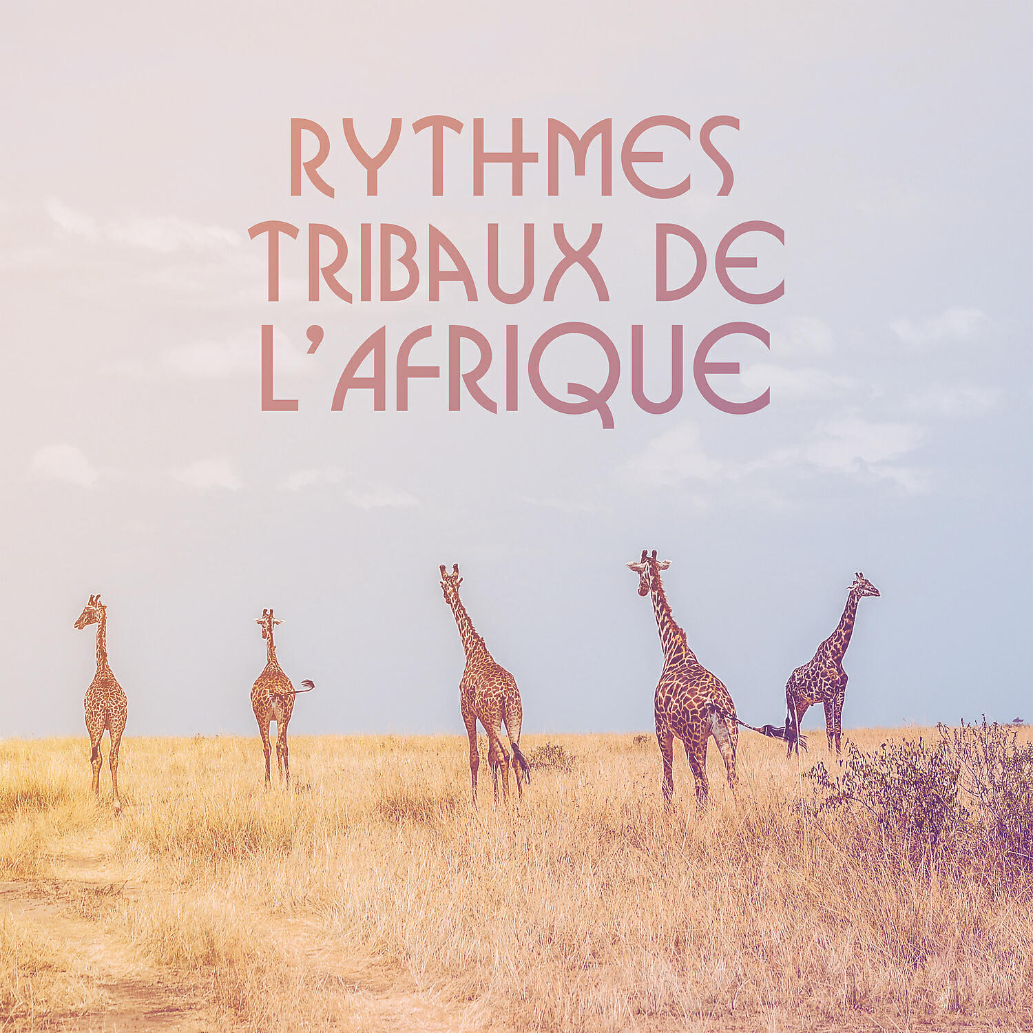 African Music Drums Collection - Nuit des miracles