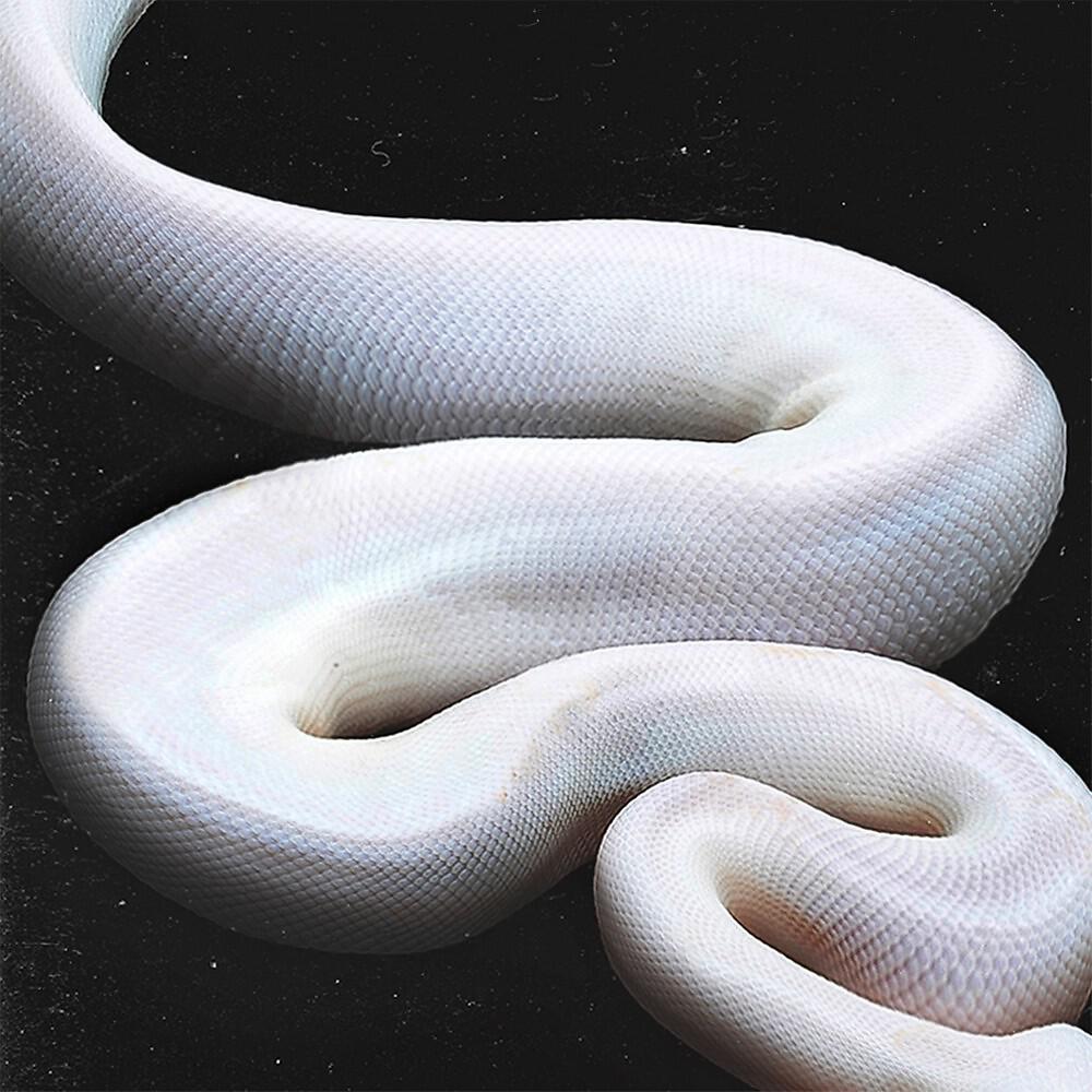 3SONN - Sерпантиn