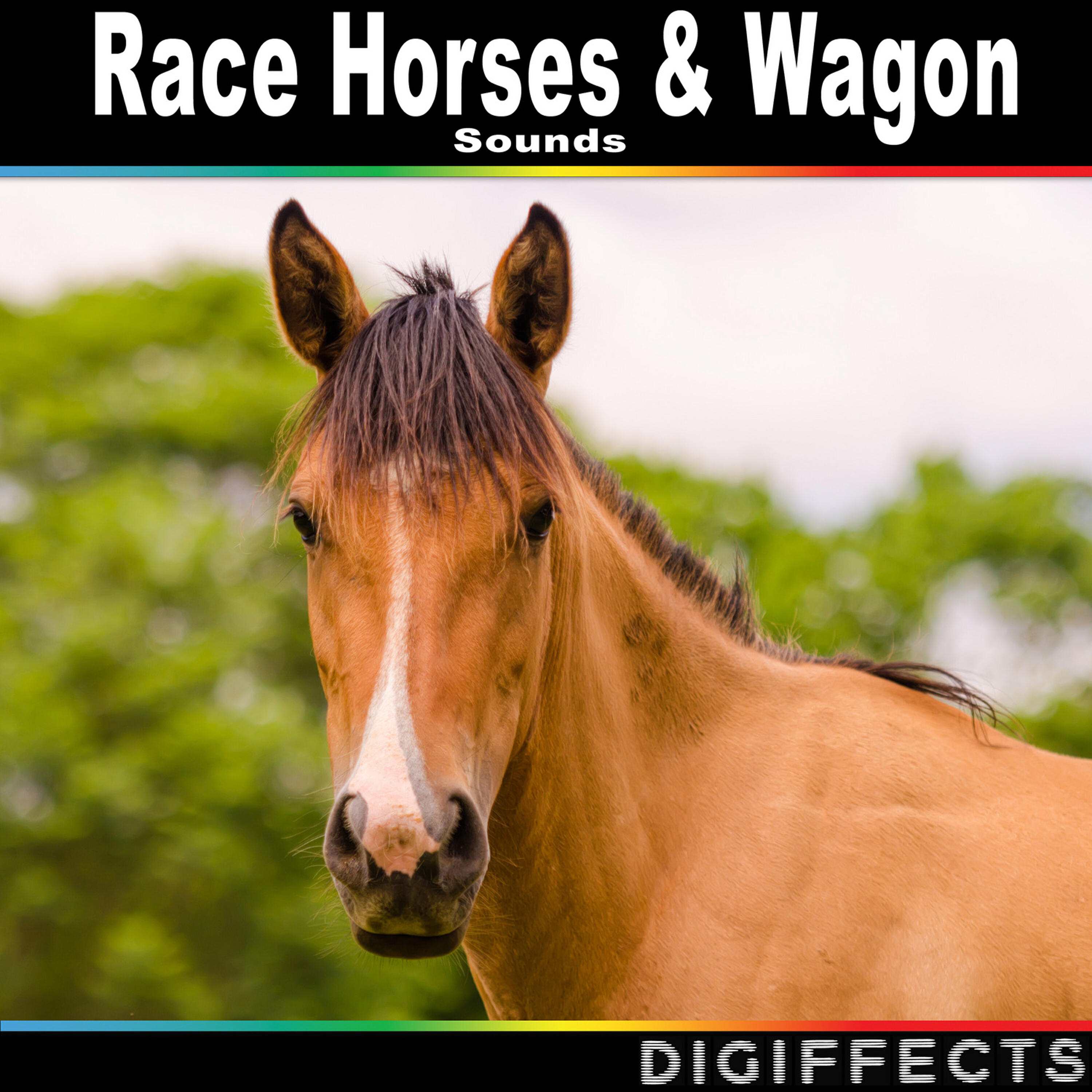 Digiffects Sound Effects Library - Horse Canter at Horse Riding School on Different Surfaces