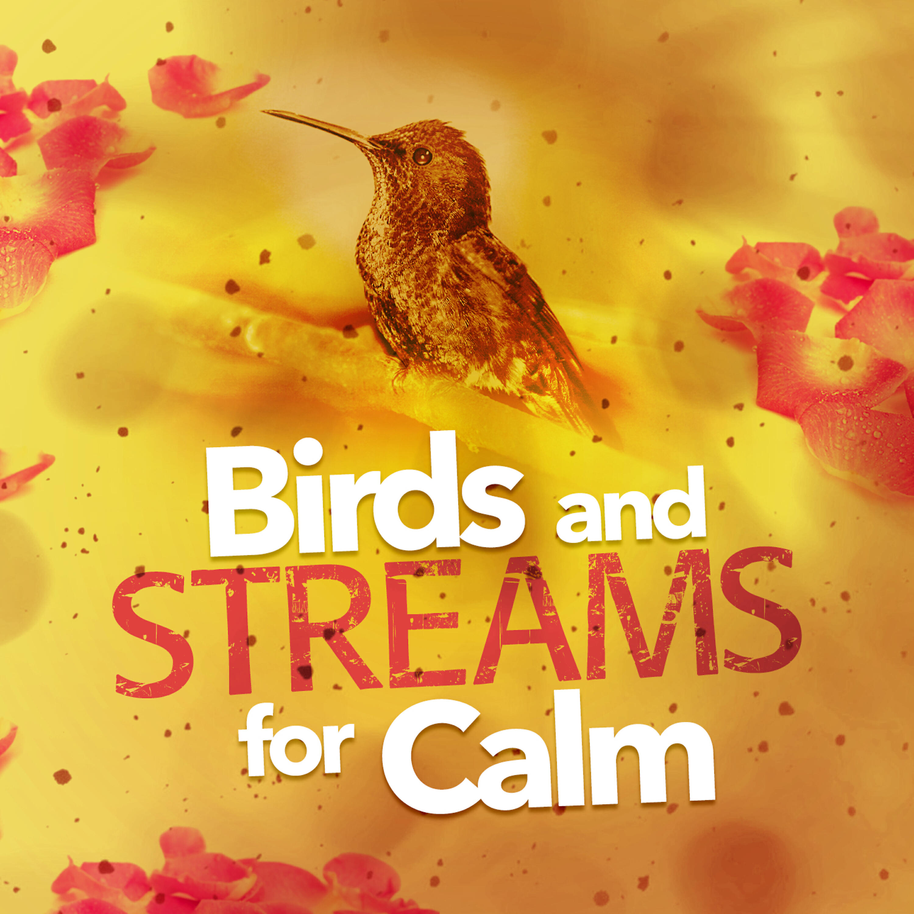 Calm Bird Sounds - Brooks and Beaks