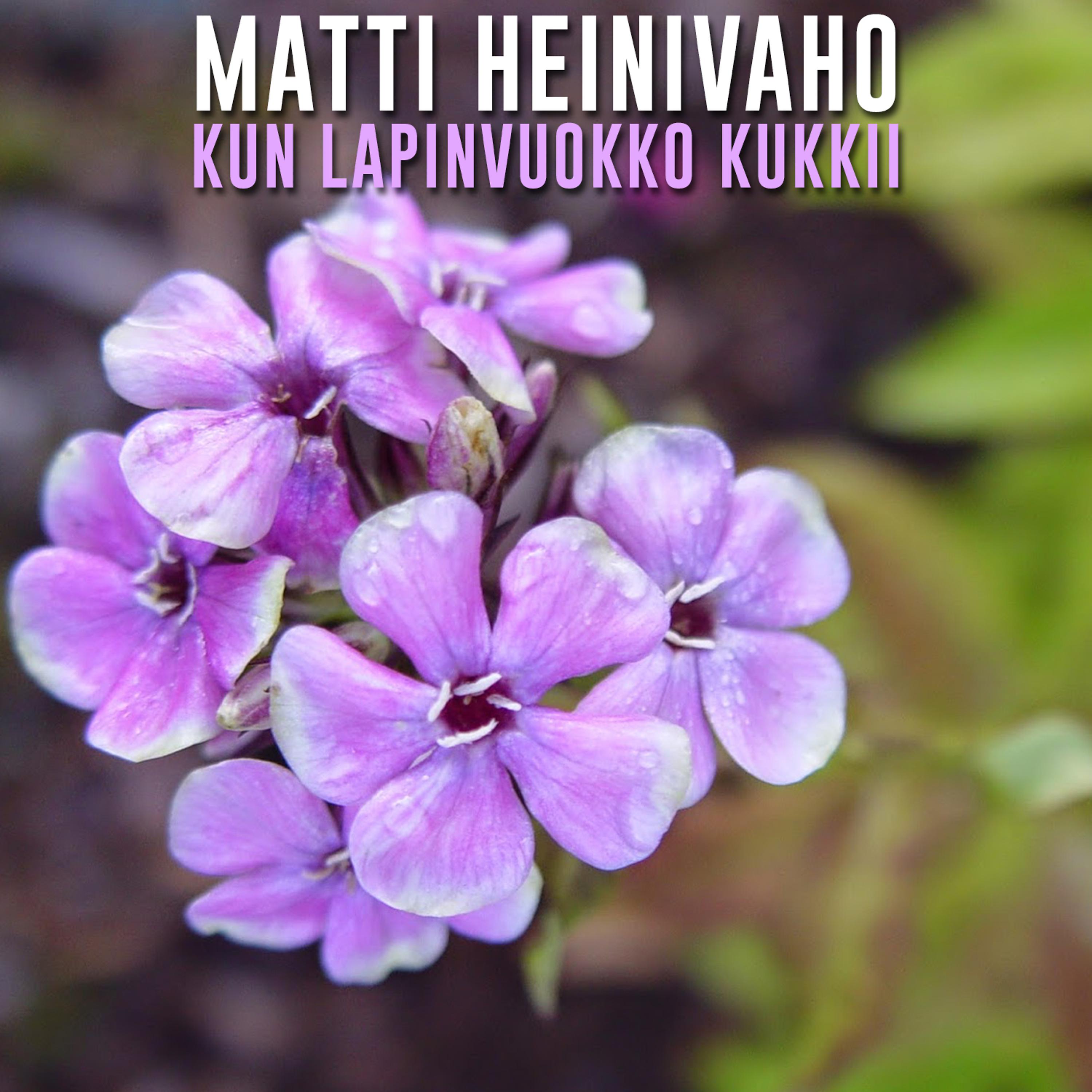Постер альбома Kun Lapinvuokko Kukkii