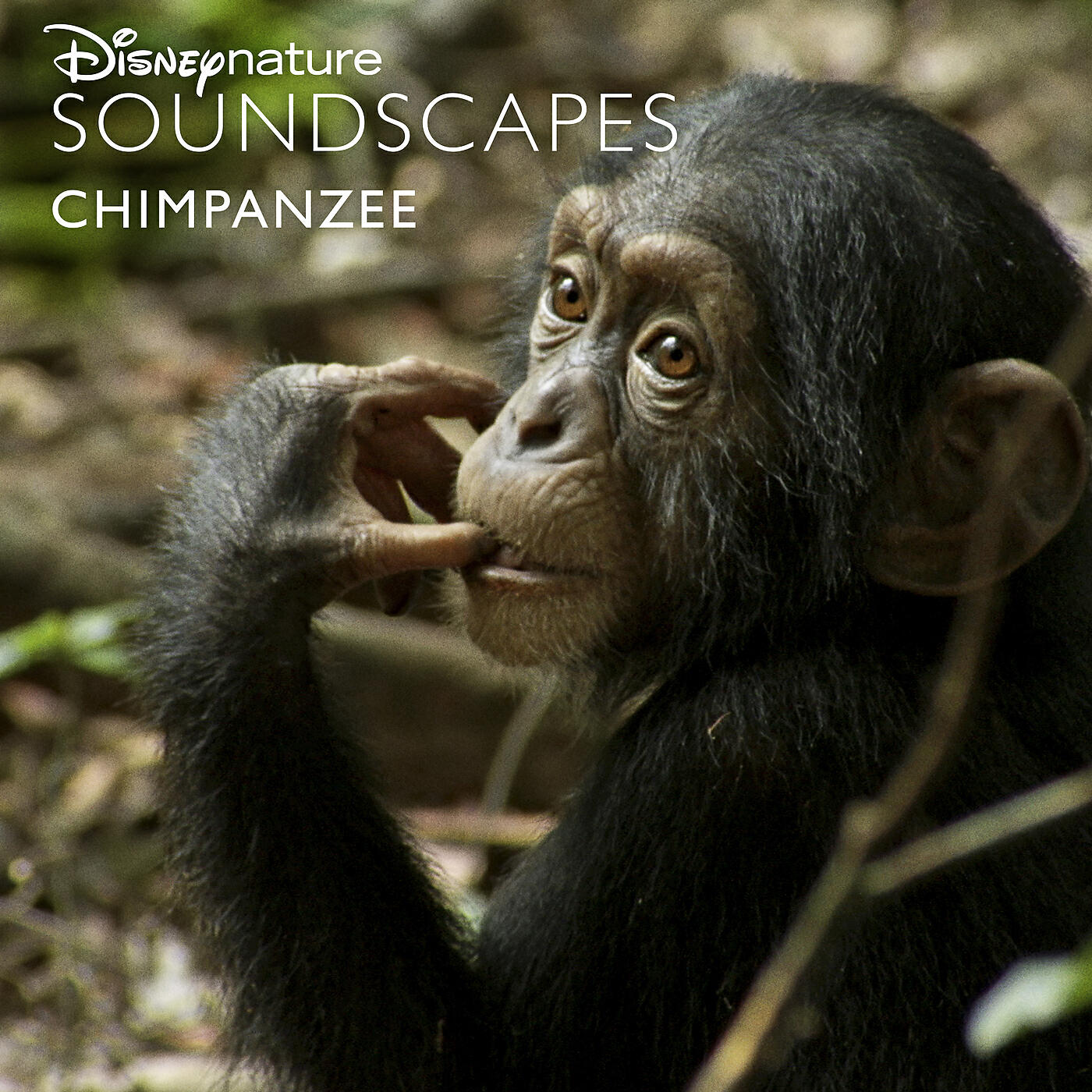 Disneynature Soundscapes - Bees in the Forest, Chimps Find Honey