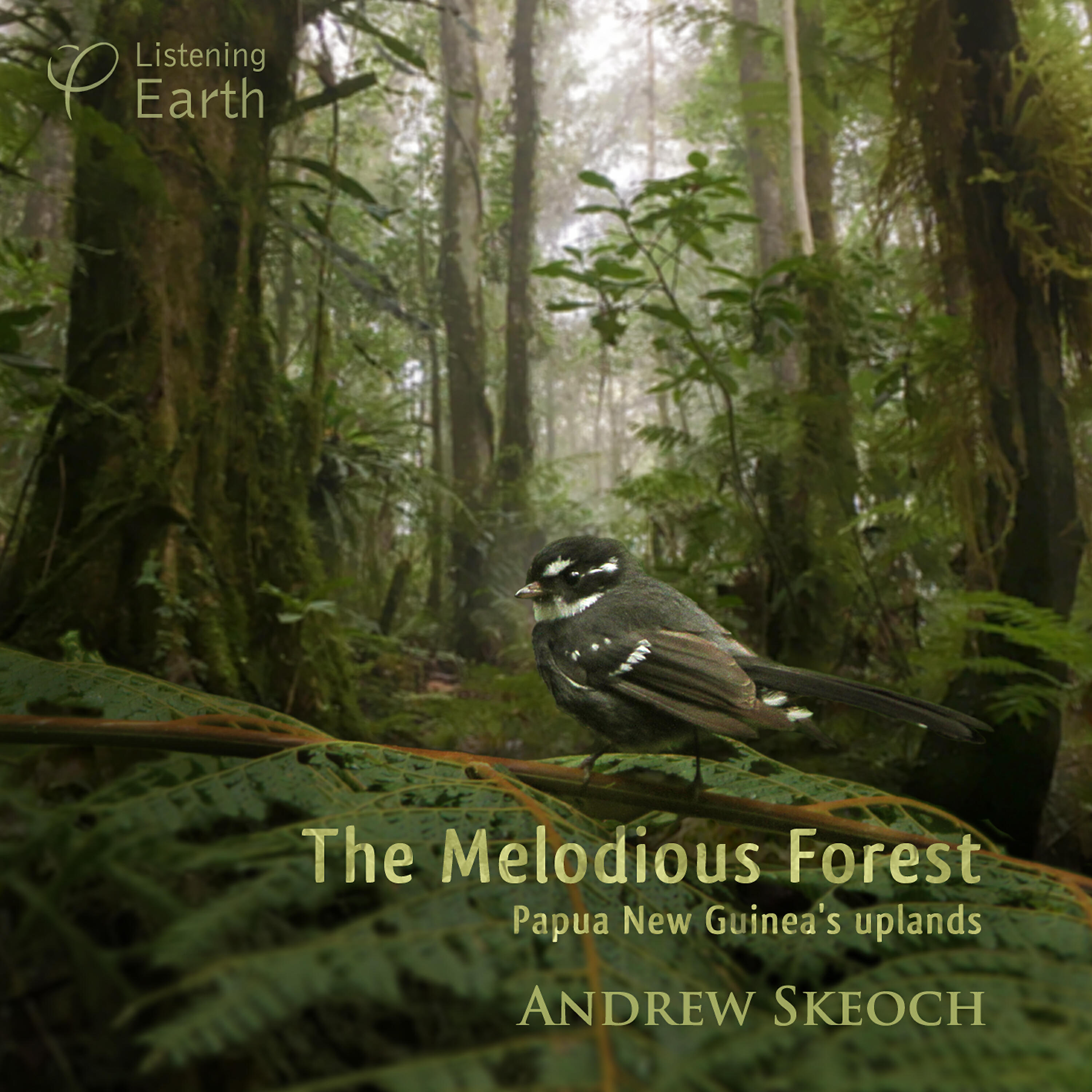 Andrew Skeoch - Blue Grey Robin